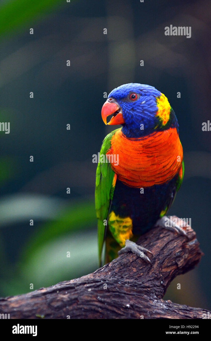 Rainbow Lorikeet (Trichoglossus moluccanus) d'oiseaux d'Australie s'asseoir sur une branche d'arbre en forêt tropicale dans le nord tropical du Queensland, Australie Banque D'Images