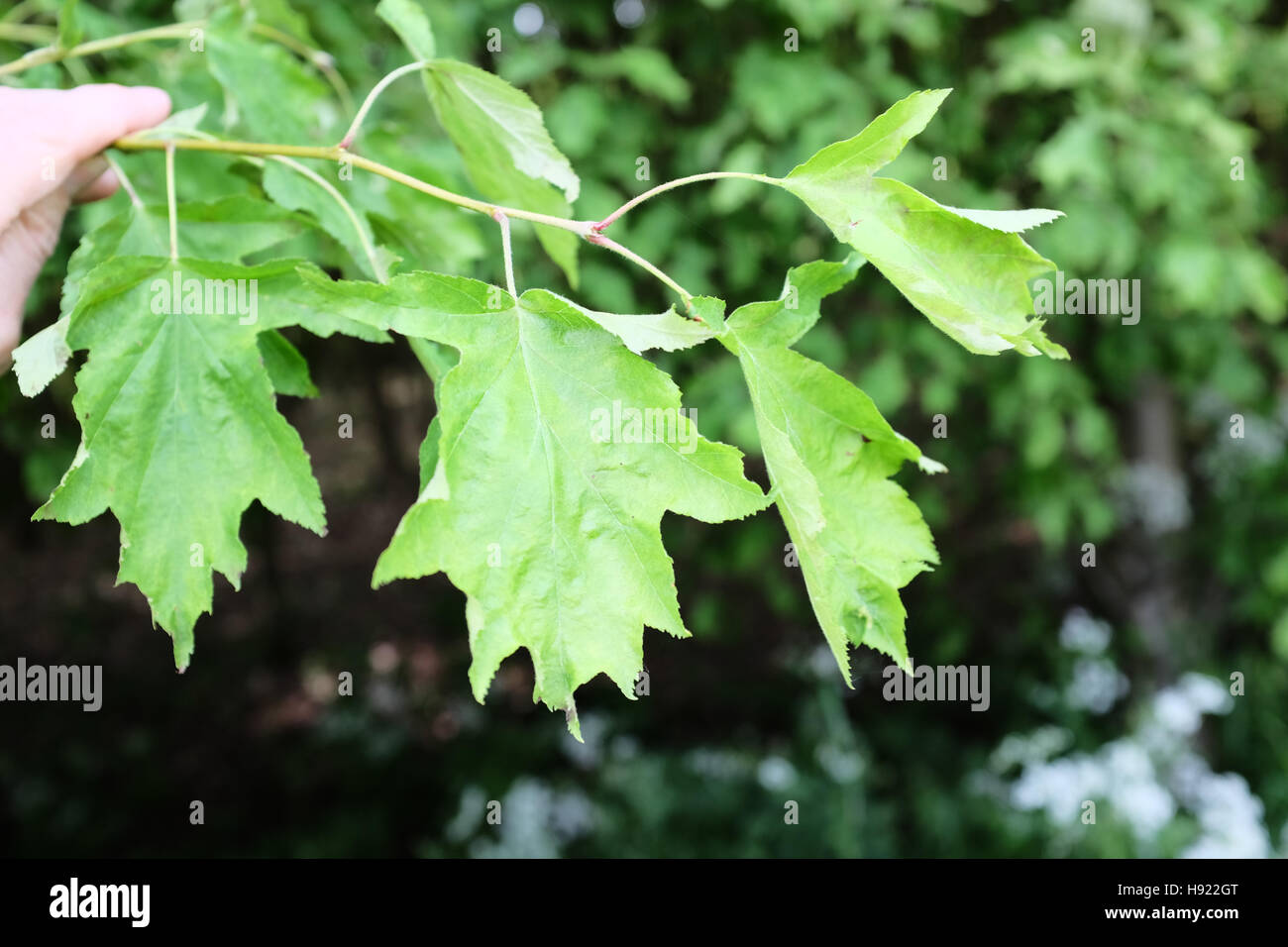 Service de feuilles d'arbres sauvages Banque D'Images