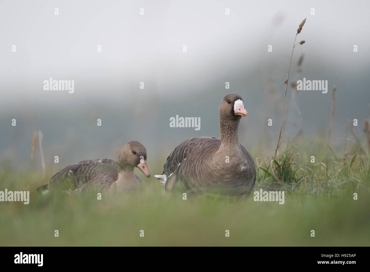 Oies rieuses (Anser albifrons) Blaessgaense ( / ), avec de jeunes adultes, repos, alimentation à l'herbe haute, de la faune, de l'Allemagne. Banque D'Images