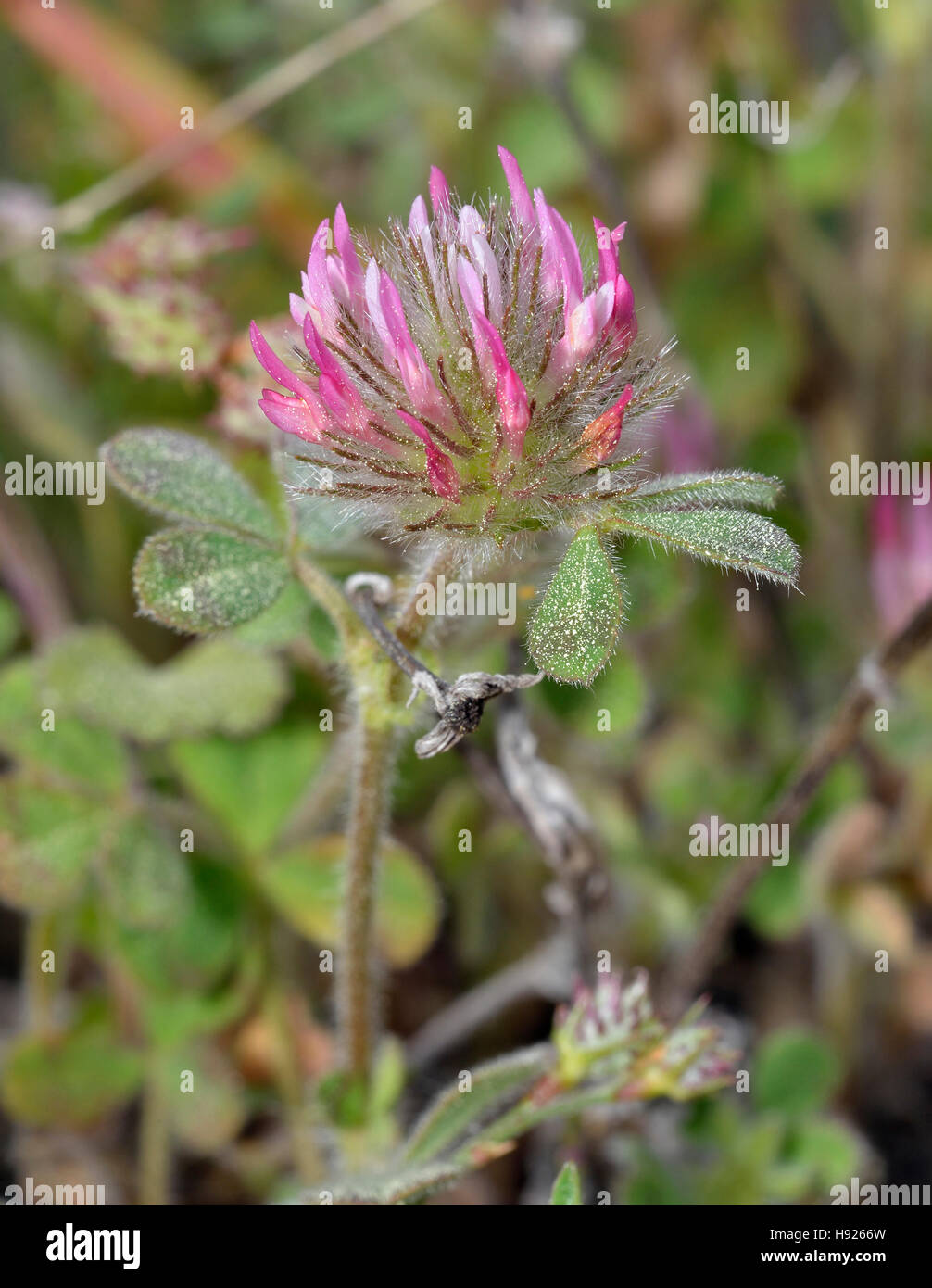 Le Trèfle Rose - Trifolium hirtum Méditerranée rose fleur Banque D'Images