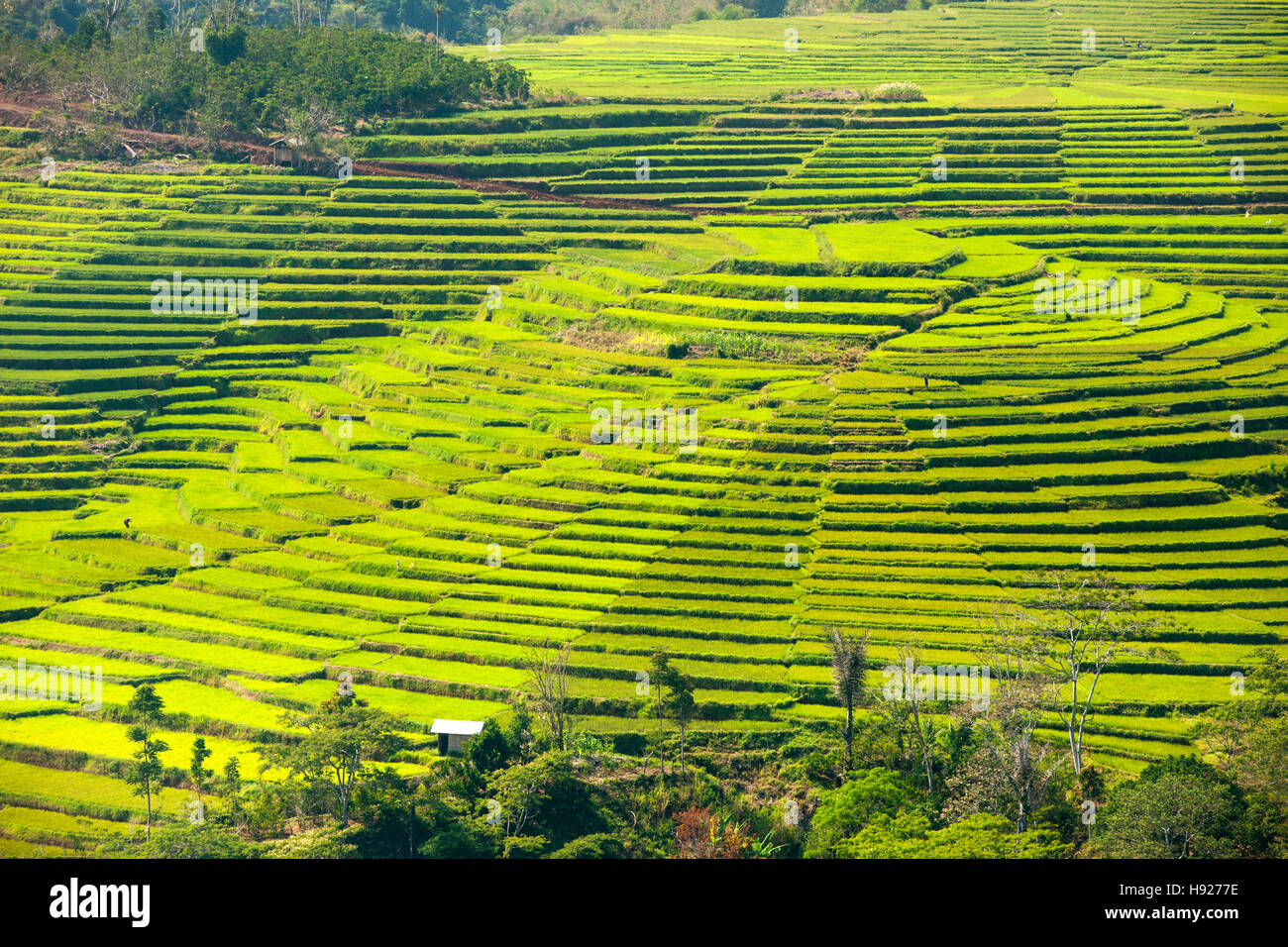 Golo Cador rizières près de Ruteng sur l'île de Flores en Indonésie. Banque D'Images