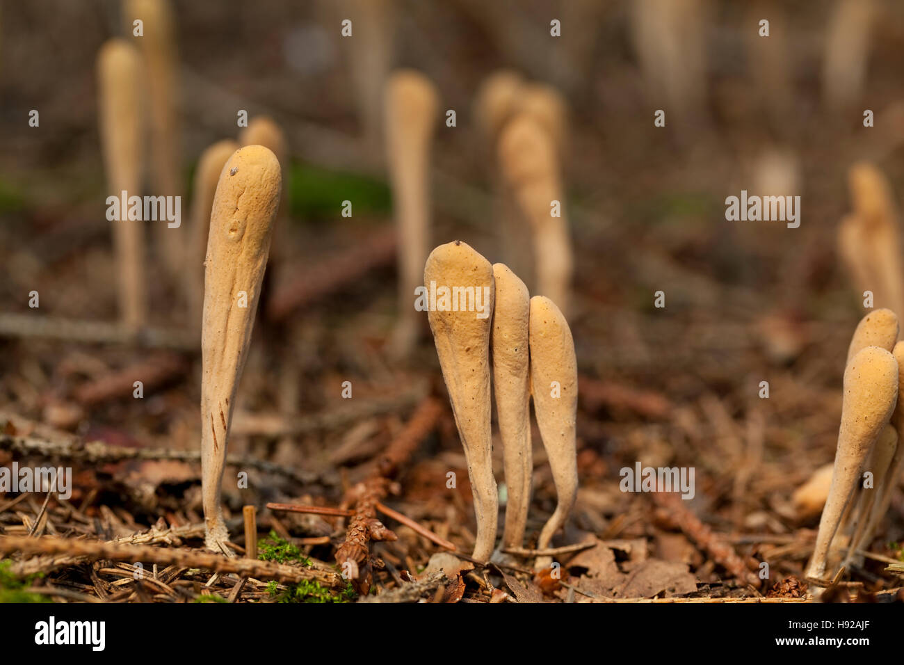 Mushroom (lavariadelphus ligula) parmi la litière d'aiguilles de conifères Banque D'Images