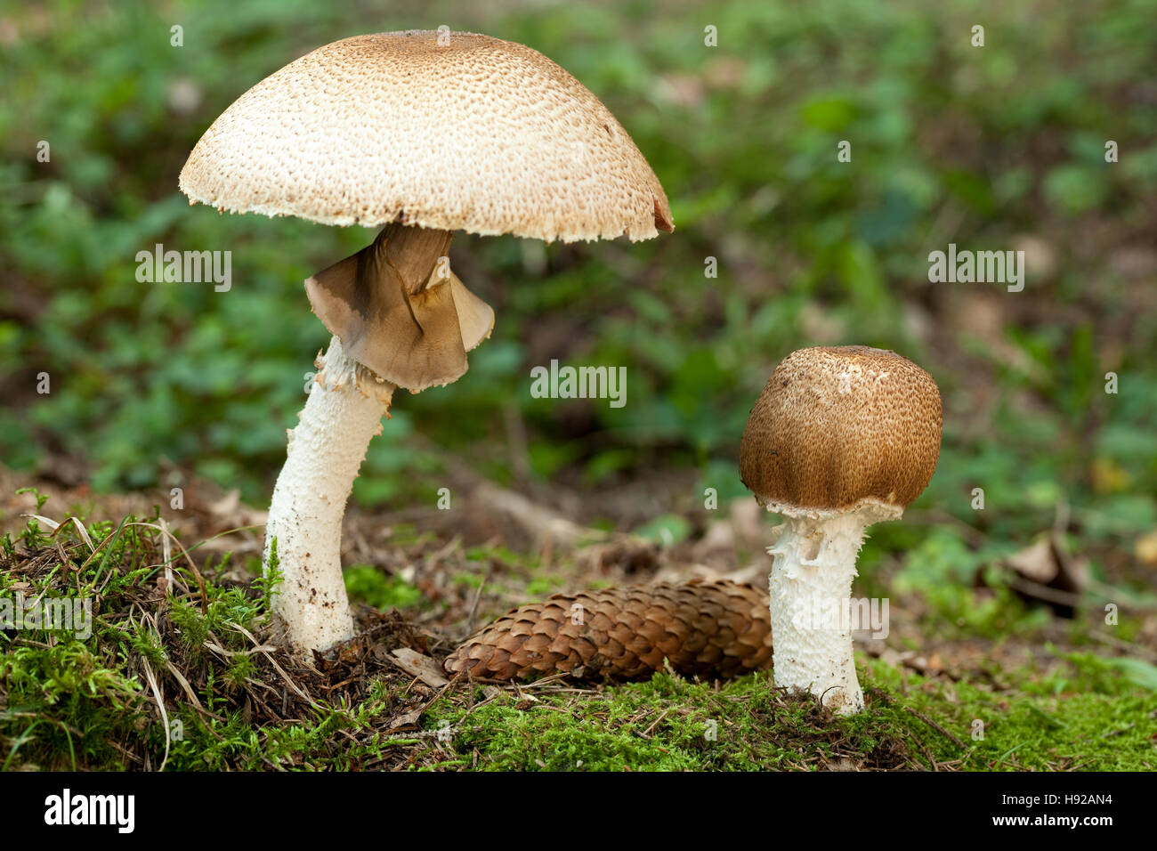 Grand et petit champignon de couche (Agaricus augustus) en forêt Banque D'Images