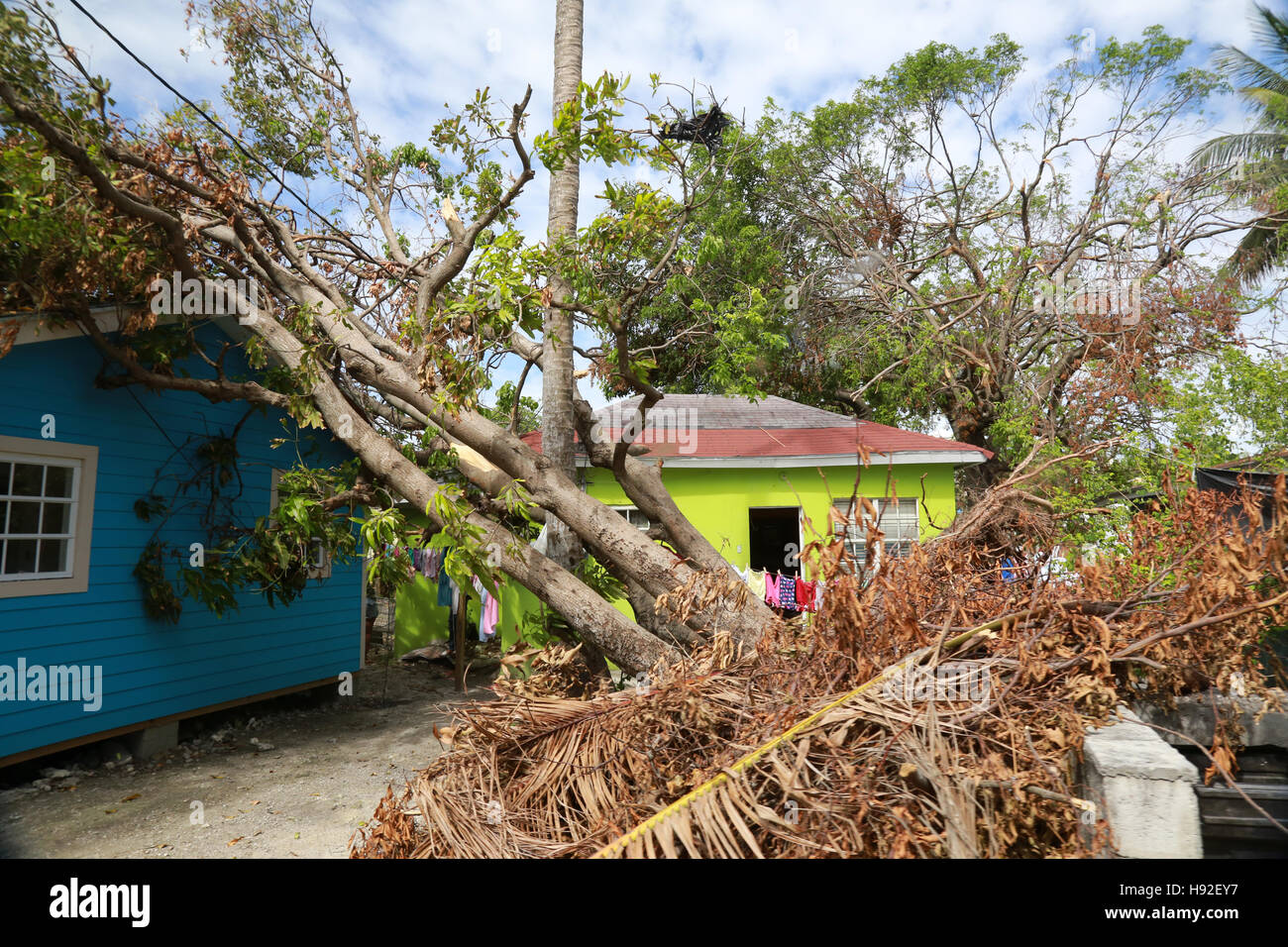 S'appuyant sur l'arbre renversé house après l'Ouragan Matthew, Nassau, Bahamas Banque D'Images