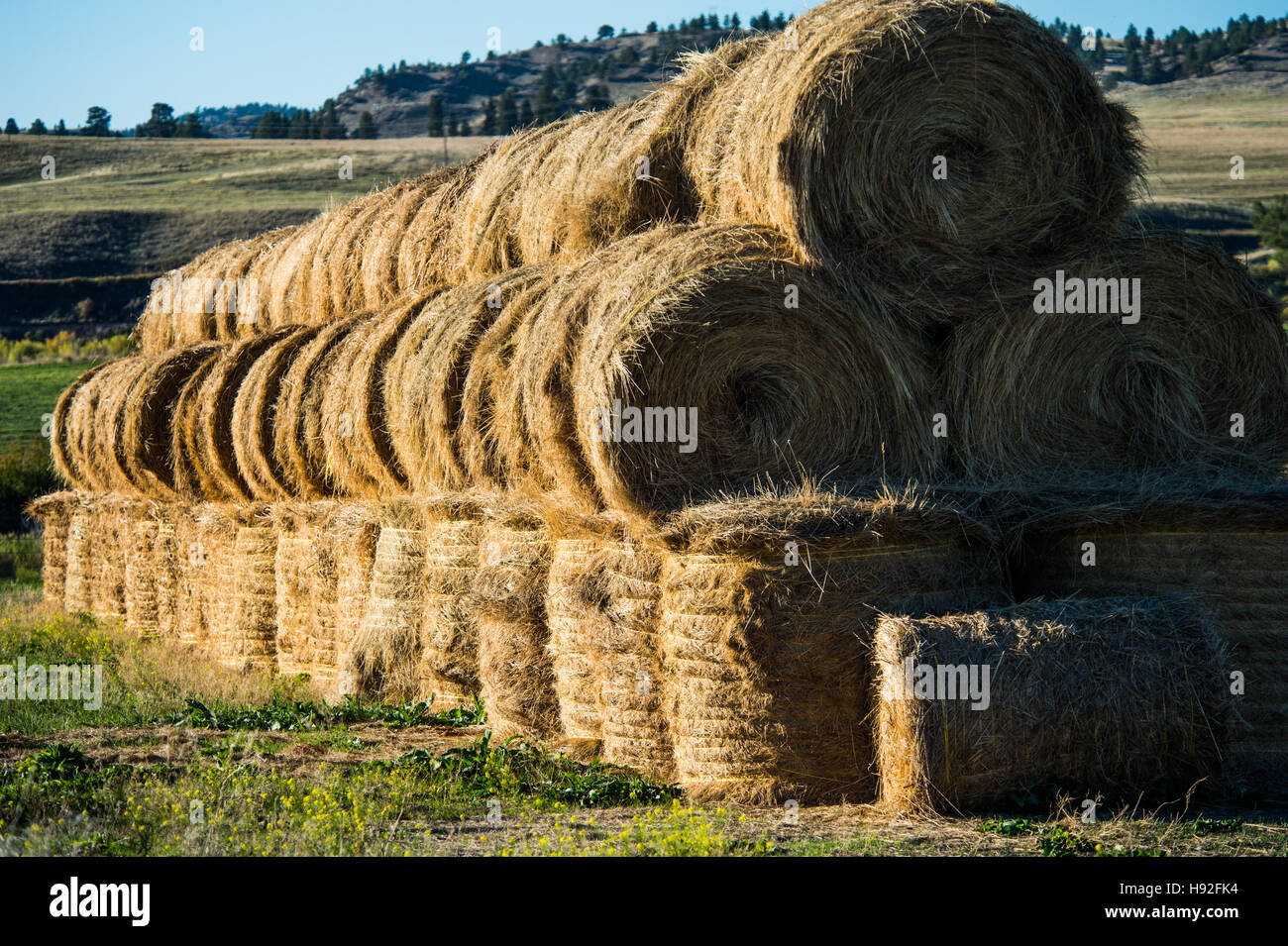 Une scène de ferme foin Central Montana Banque D'Images