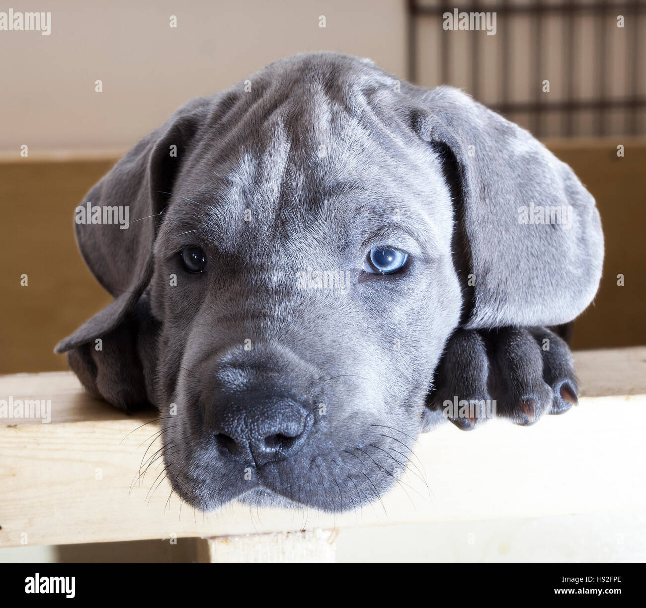 Chiot Dogue Allemand bleu qui ressemble comme si elle est épuisé Photo  Stock - Alamy