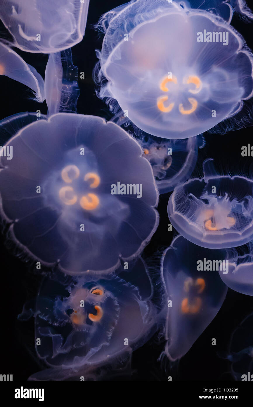 Méduse de lune flottant sur fond noir Banque D'Images