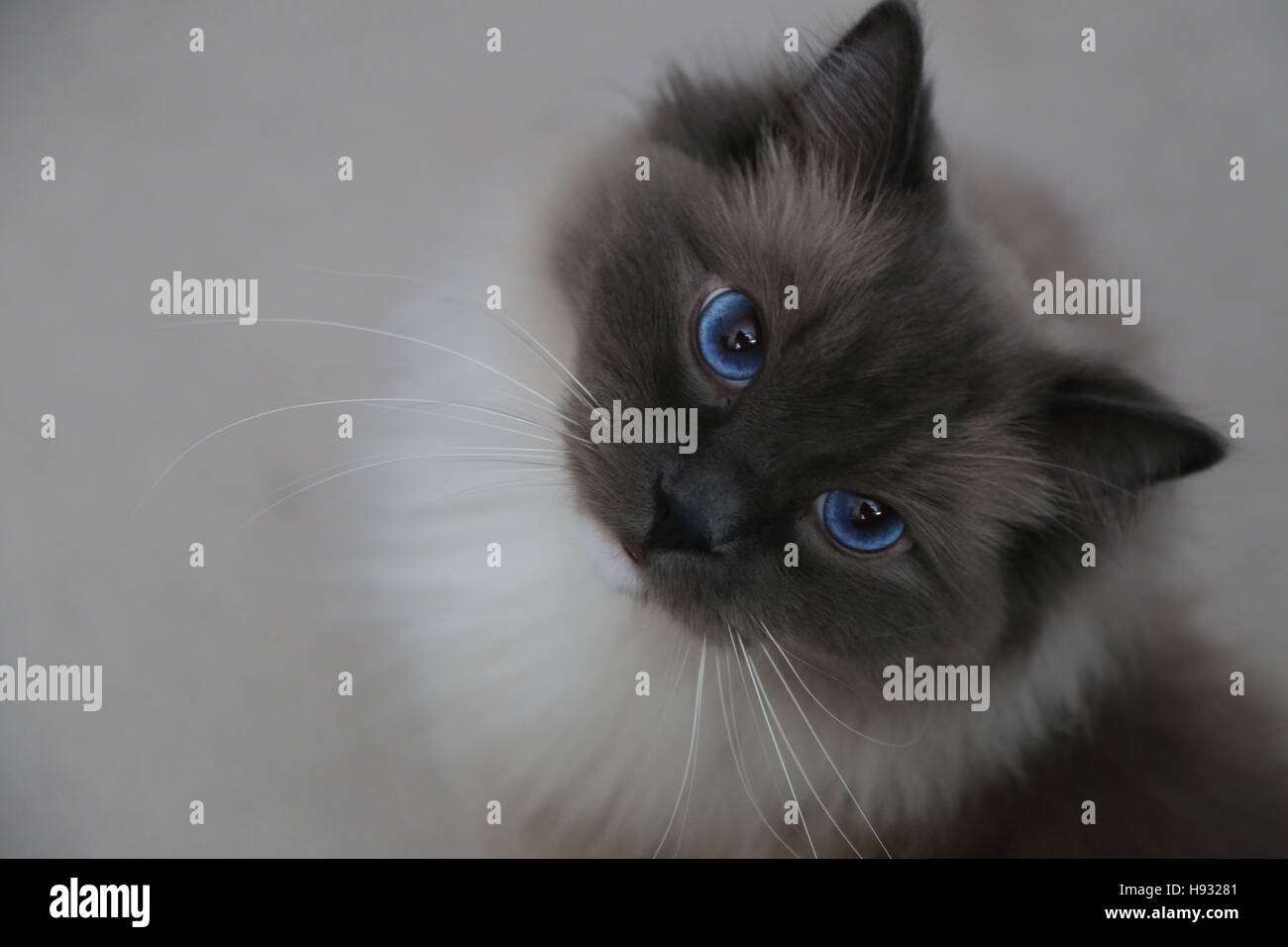 Chat Cutie Pie Banque D'Images