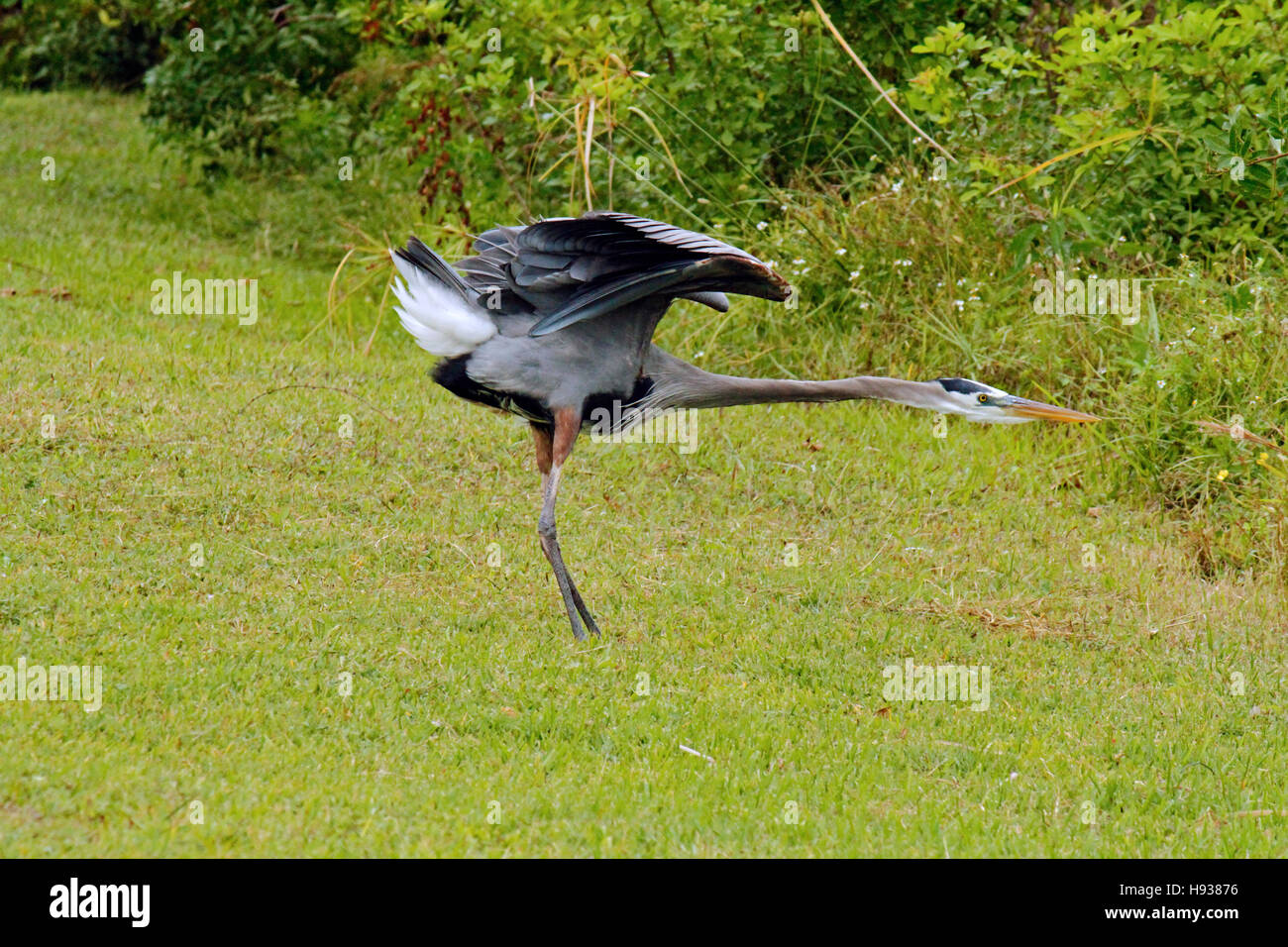 Great Blue Herron, Floride Banque D'Images