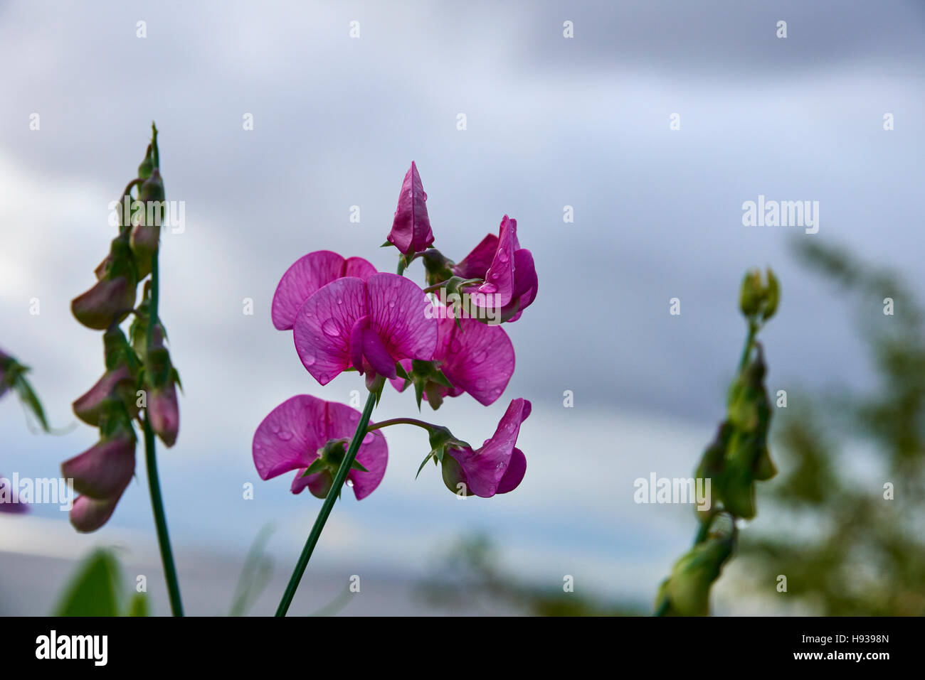 Fleurs d'un pois vivaces bientôt de plus en plus la côte à Penarth au Pays de Galles UK après une douche de pluie. Banque D'Images