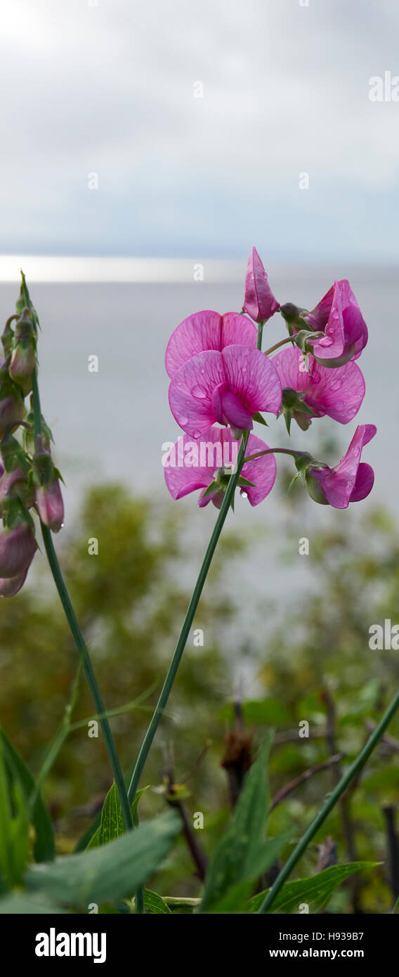 Fleurs d'un pois vivaces bientôt de plus en plus la côte à Penarth au Pays de Galles UK après une douche de pluie. Banque D'Images