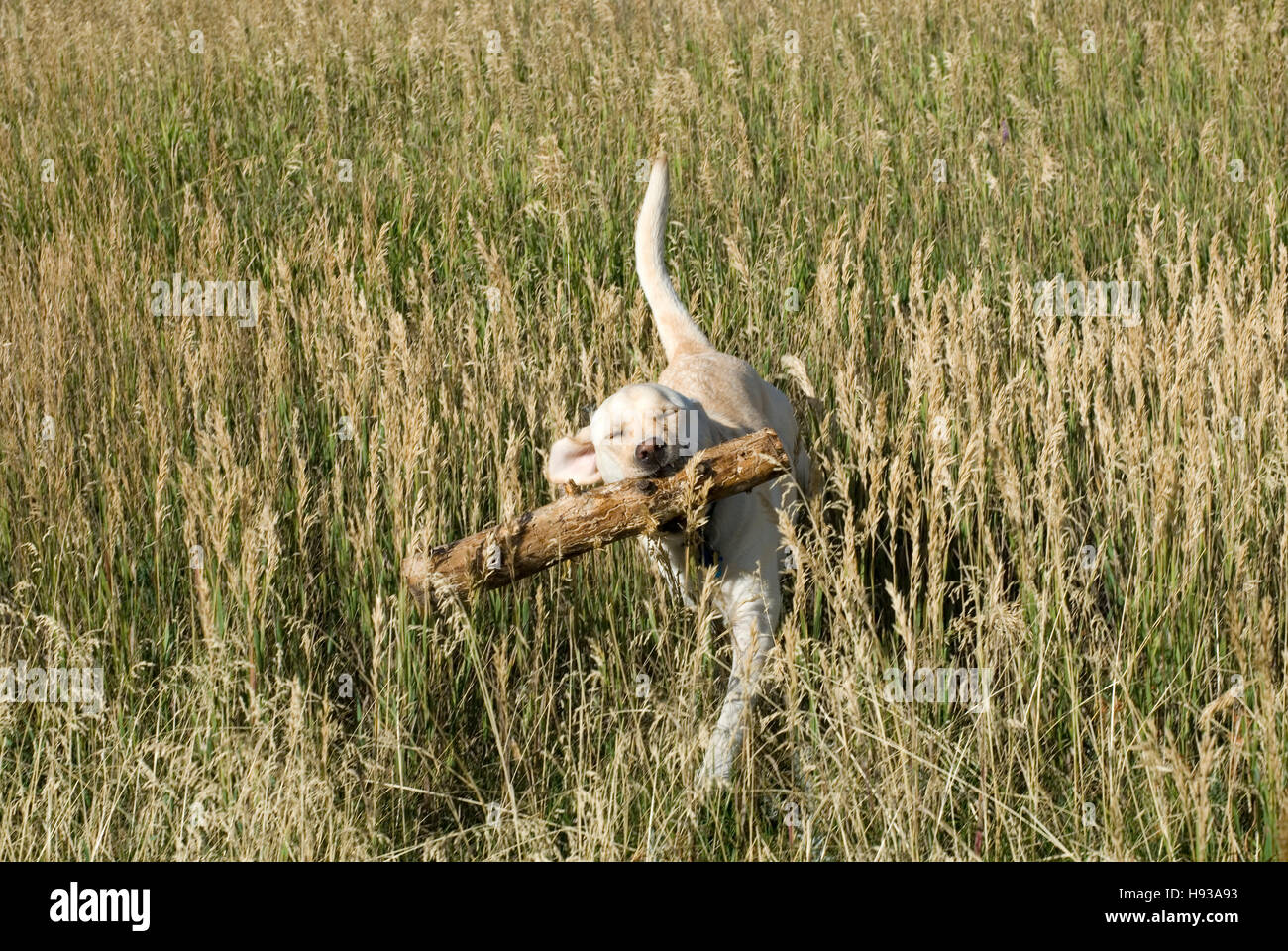 Log (chien ou avancée de l'extraction) Banque D'Images