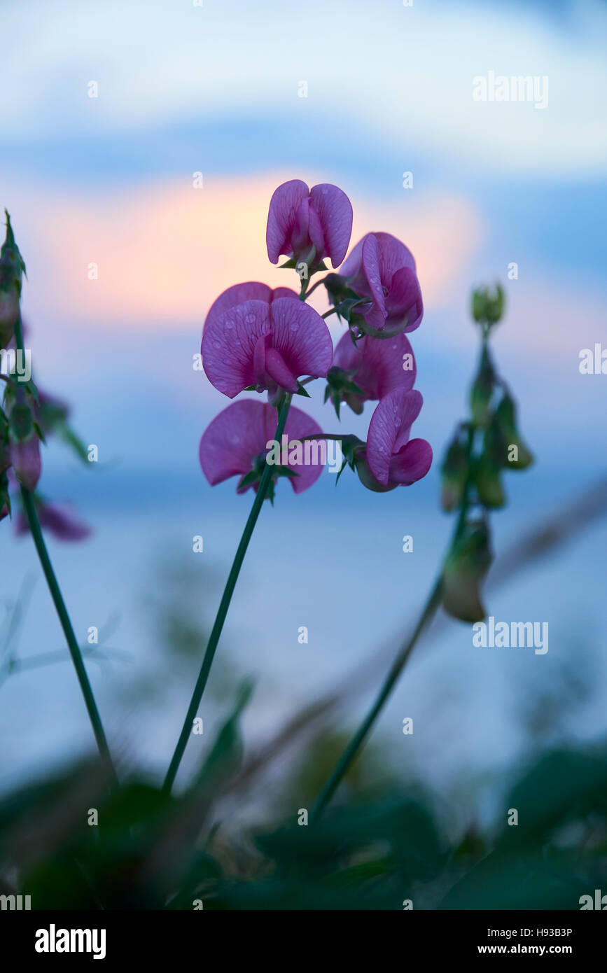 Fleurs d'un pois vivaces bientôt de plus en plus la côte à Penarth au Pays de Galles UK après une douche de pluie au coucher du soleil. Banque D'Images