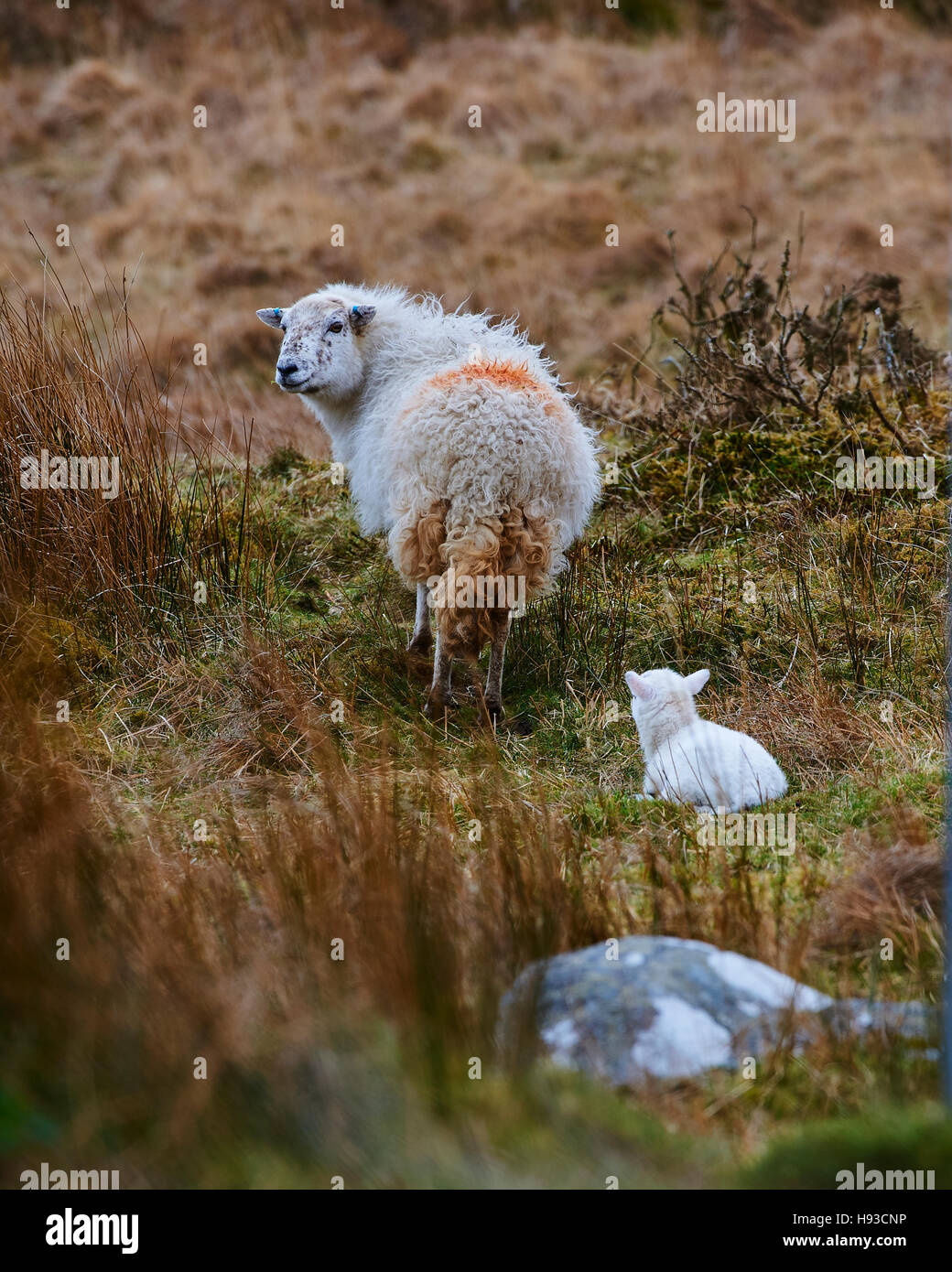 Welsh Mountain Sheep sur les hautes terres Banque D'Images