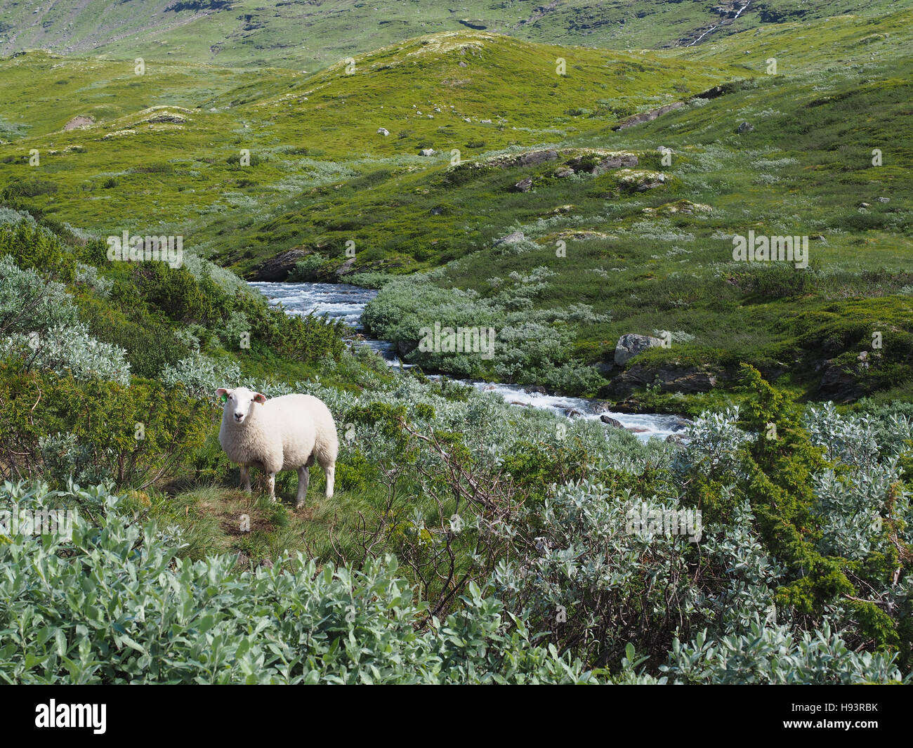 Les moutons le long de la route de la neige en Norvège Banque D'Images