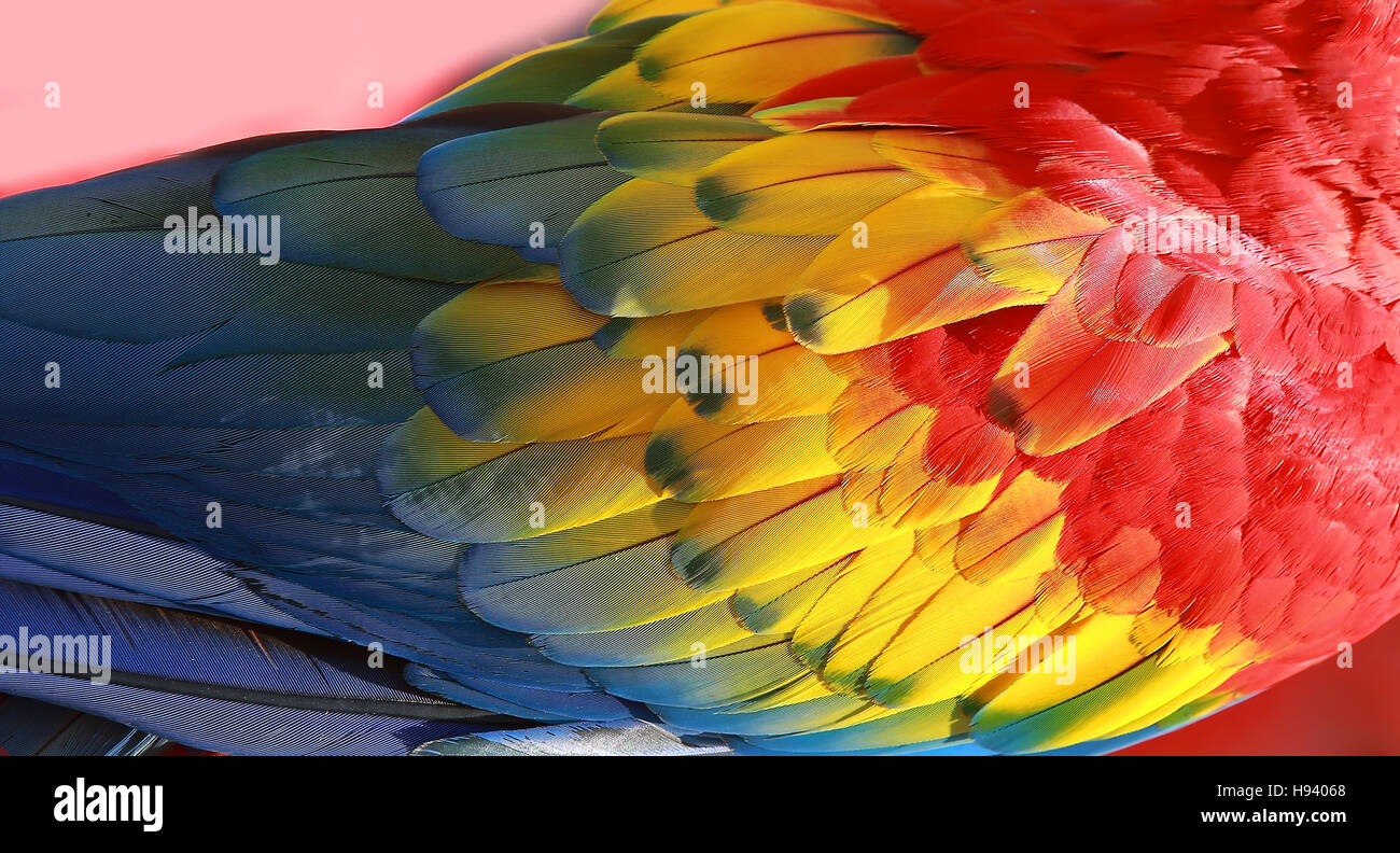 Vecteur de plumes de perroquet sur fond blanc isolé à un taux élevé