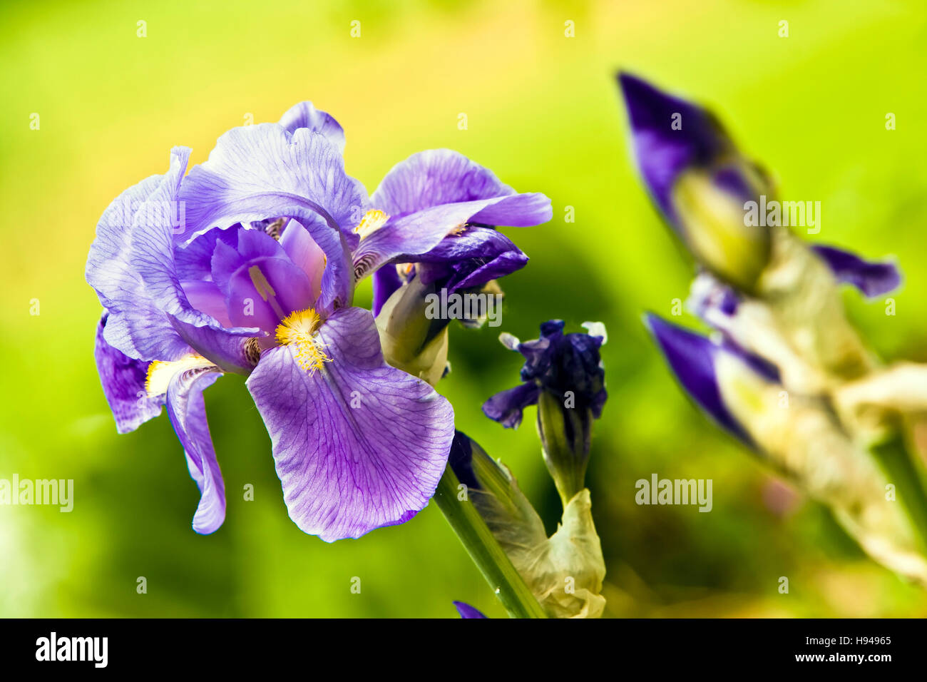 Iris (Iris croatica) Banque D'Images