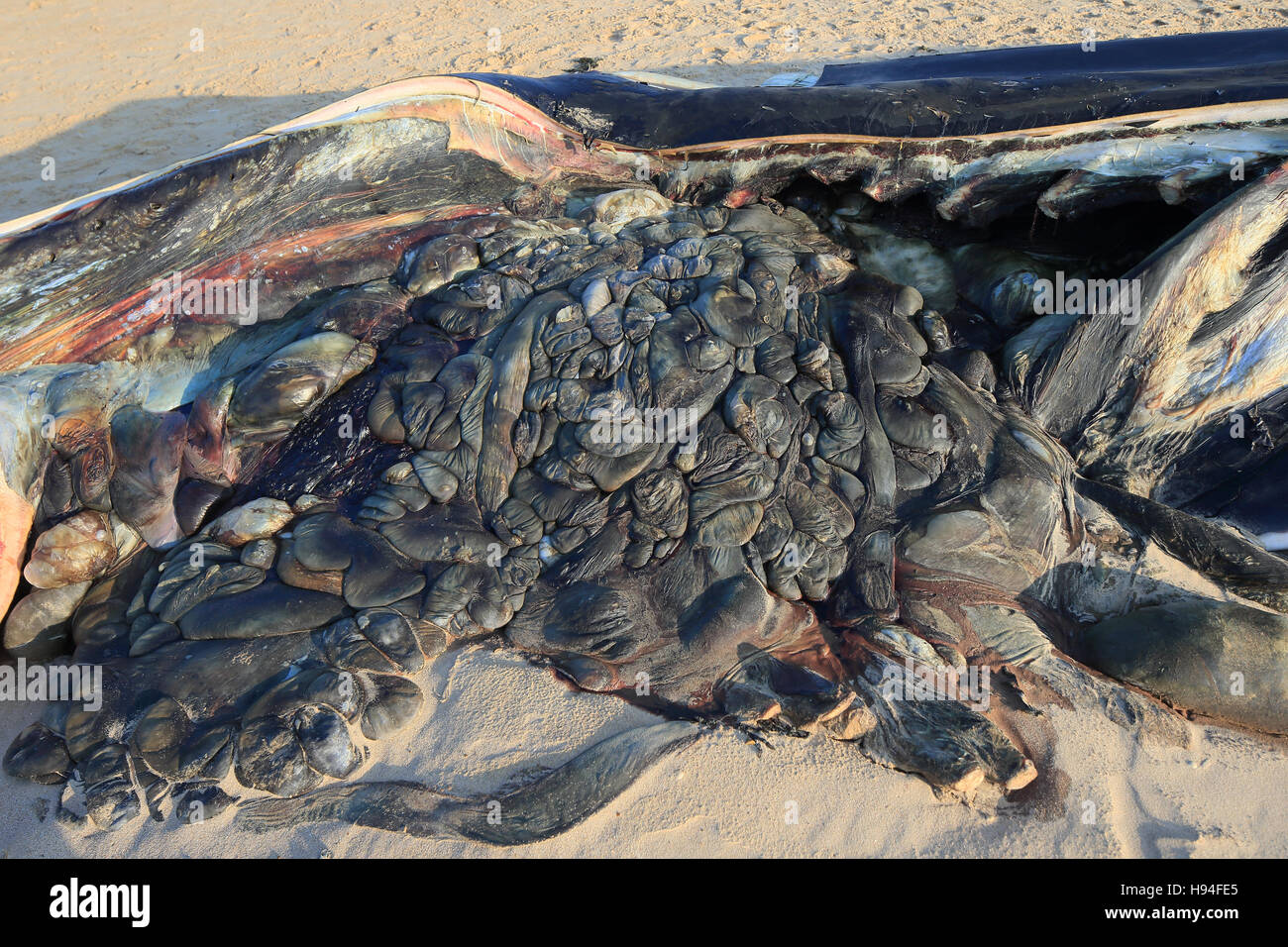 Rorqual commun (Balaenoptera physalus) dead Banque D'Images