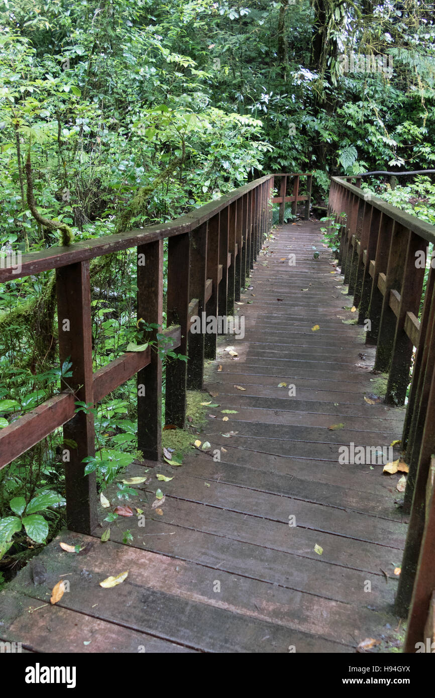 Sentier de randonnée qui traverse le paysage de jungle profonde de la forêt tropicale. Arrière-plan de voyage au parc de Doi Inthanon, Thaïlande Banque D'Images