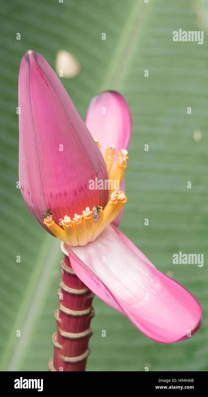 Rose Fleur fleur de bananier Banque D'Images