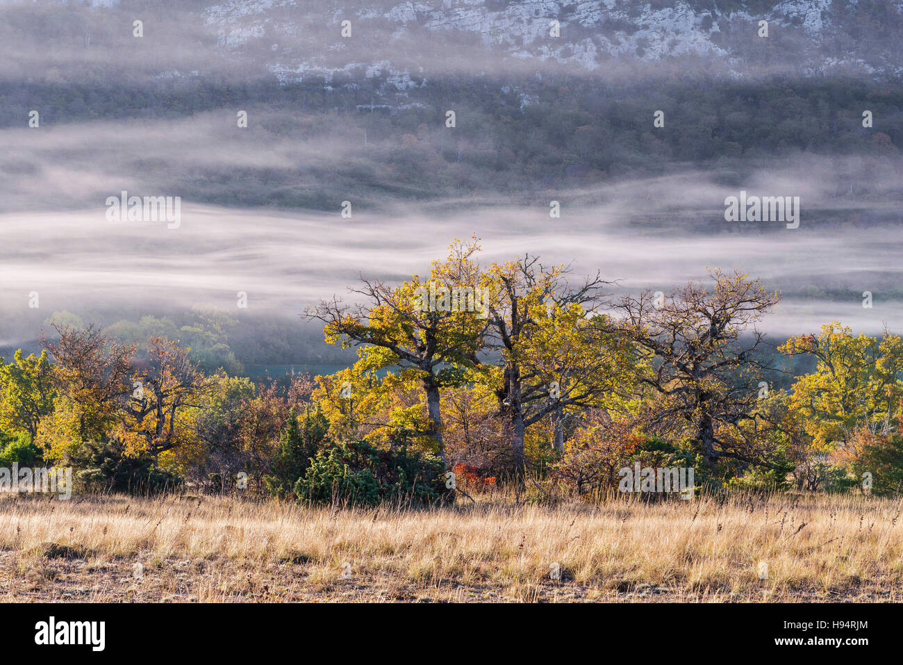 Chêne et brume d'automne forêt domanial de la St BAUME Var France Banque D'Images