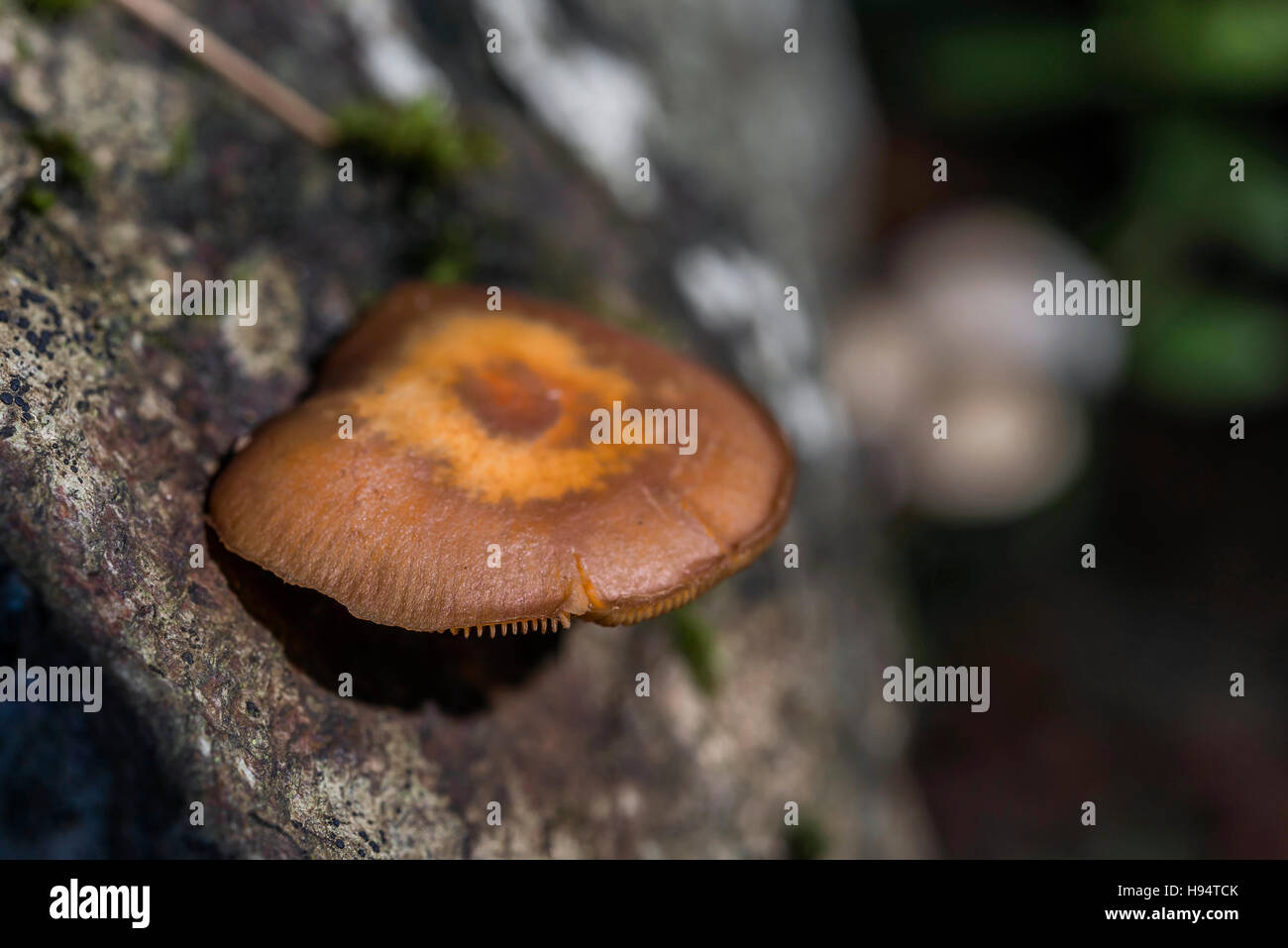 Collybie Foret de la SAINTE BAUME Var France 83 Banque D'Images