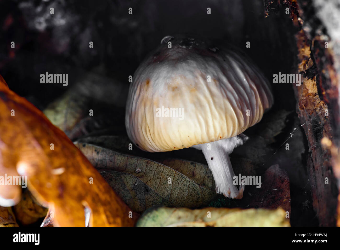 ÉLÉGANT AGARIC Foret domanial de la SAINTE BAUME Var France 83 Banque D'Images