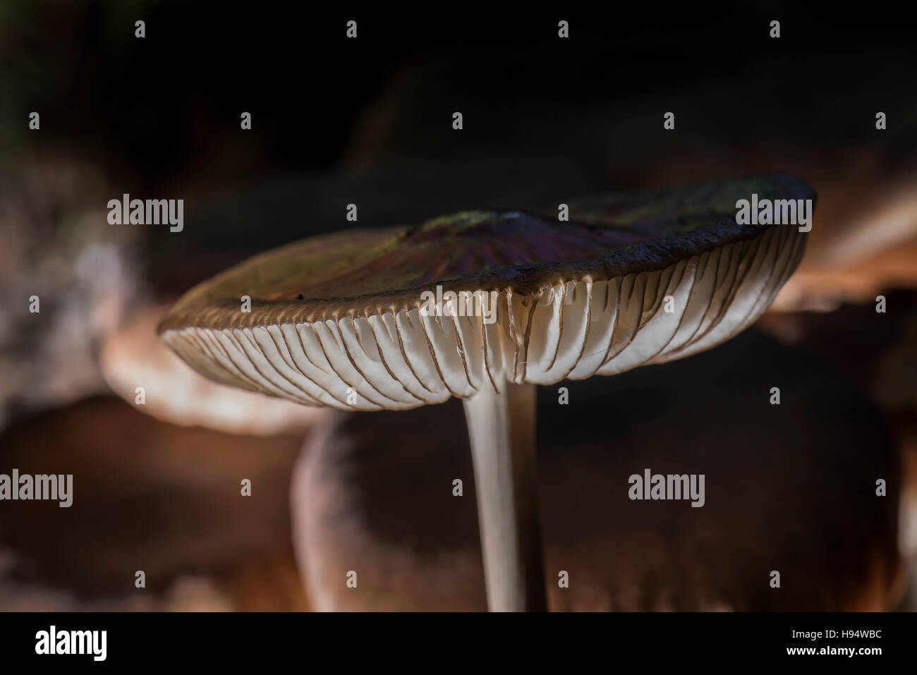 Un Mycéne Pied Strié Foret domanial de la SAINTE BAUME Var France 83 Banque D'Images