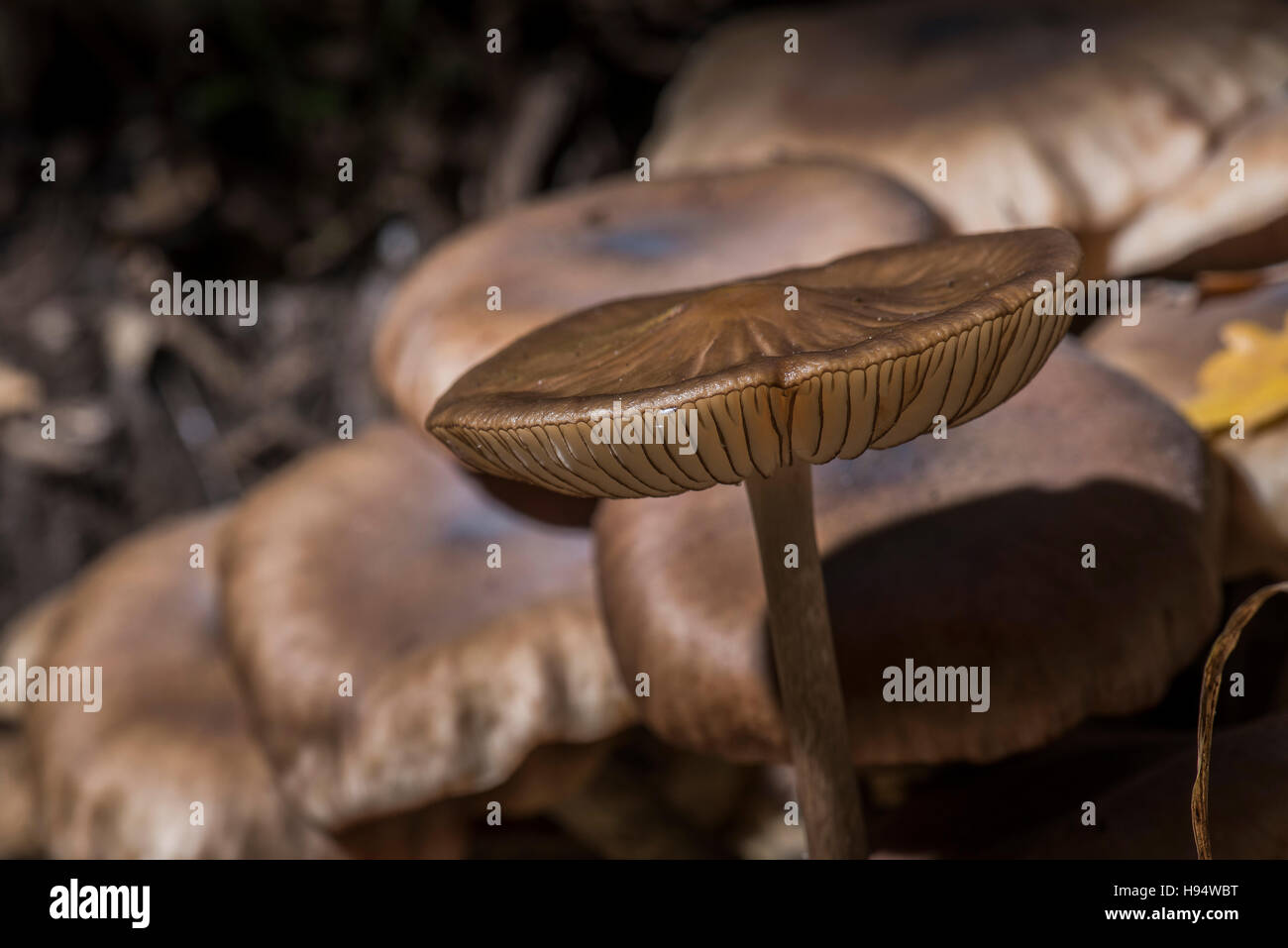 Un Mycéne Pied Strié Foret domanial de la SAINTE BAUME Var France 83 Banque D'Images