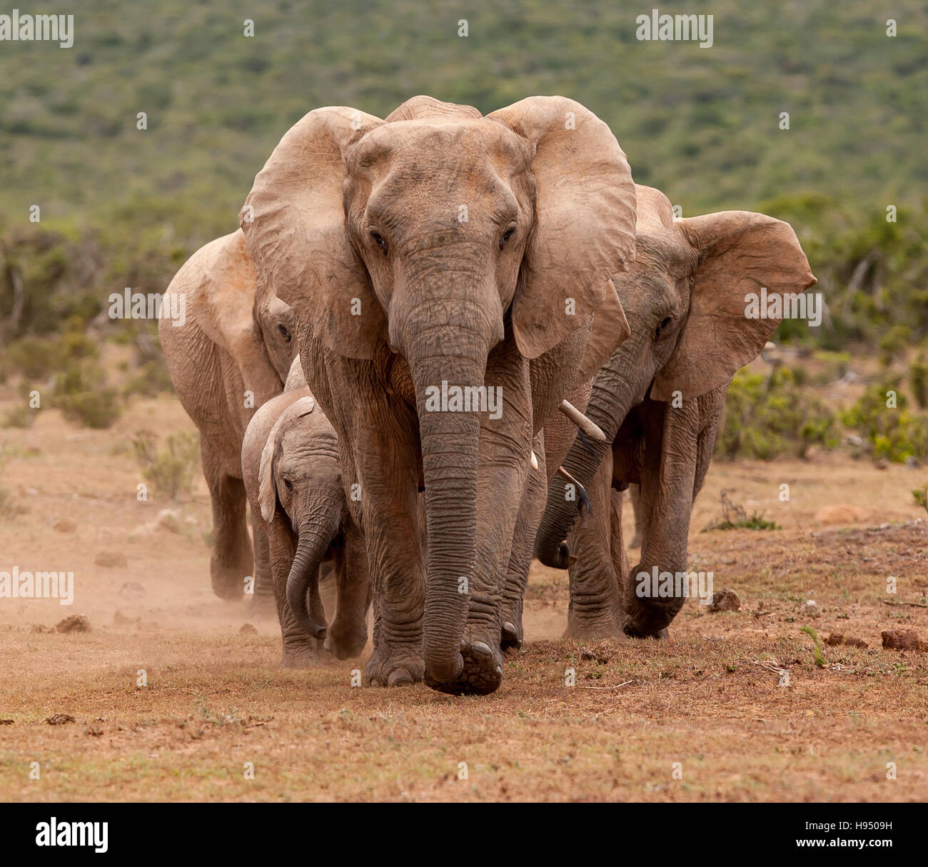 Les éléphants à l'Addo Elephant Park en Afrique du Sud Banque D'Images