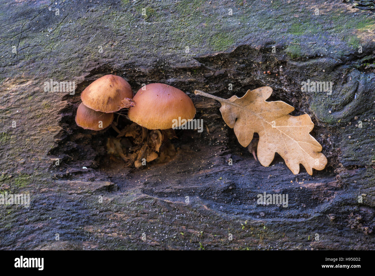 Pholiote des Charbonniéres et feuille de chêne sur souche d'arbre Banque D'Images