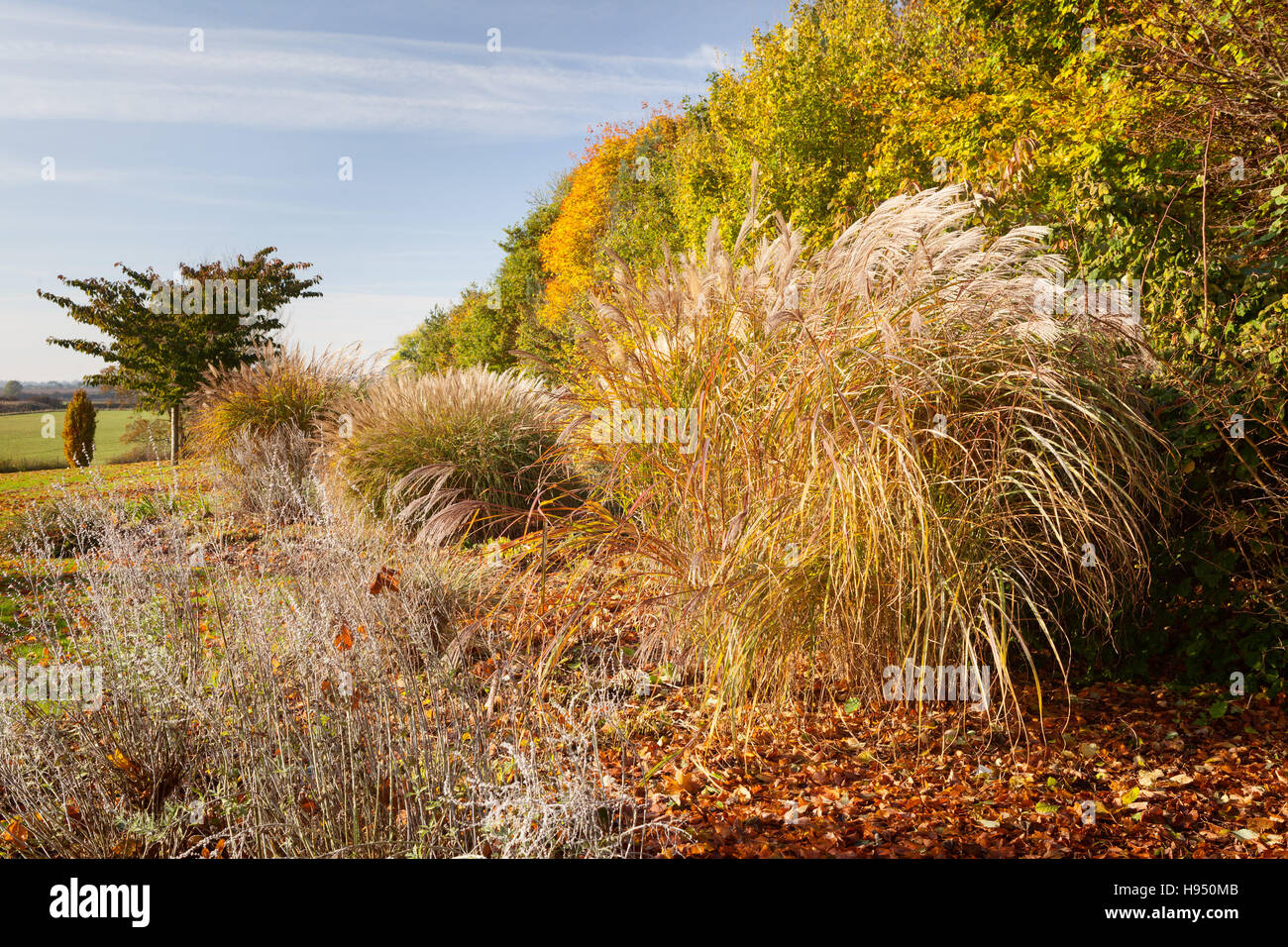 Jardins de Brightwater, Saxby, Lincolnshire, Royaume-Uni. L'automne, en novembre 2016. Banque D'Images