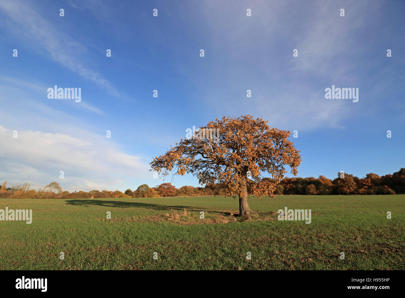Surrey Chessington, Royaume-Uni. 18 Nov, 2016. Ciel bleu dans l'après-midi soleil à Chessington, dans le Surrey, où un seul arbre de chêne se dresse dans un champ de blé d'hiver montrant environ 10 cm (4 po) de la croissance. Credit : Julia Gavin UK/Alamy Live News Banque D'Images