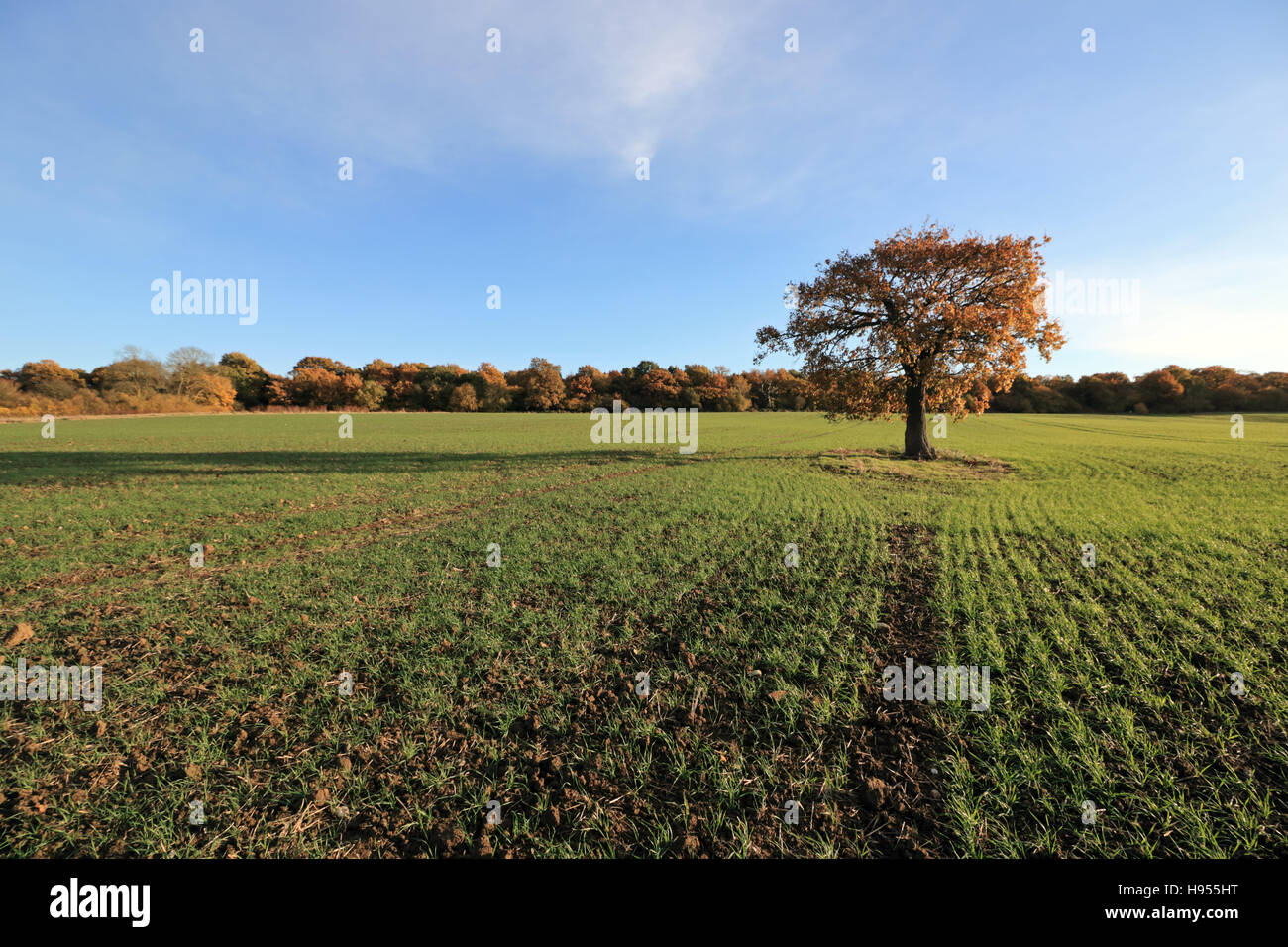 Surrey Chessington, Royaume-Uni. 18 Nov, 2016. Ciel bleu et soleil de l'après-midi à Chessington, dans le Surrey, où un seul arbre de chêne se dresse dans un champ de blé d'hiver montrant environ 10 cm (4 po) de la croissance. Credit : Julia Gavin UK/Alamy Live News Banque D'Images