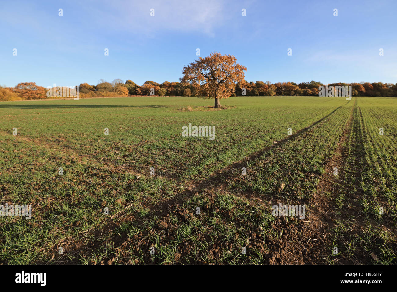 Surrey Chessington, Royaume-Uni. 18 Nov, 2016. Ciel bleu dans l'après-midi soleil à Chessington, dans le Surrey, où un seul arbre de chêne se dresse dans un champ de blé d'hiver montrant environ 10 cm (4 po) de la croissance. Credit : Julia Gavin UK/Alamy Live News Banque D'Images