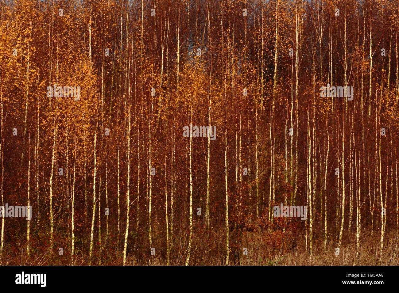 Nottingham, Royaume-Uni. 19 Nov, 2016. Les arbres avec leurs dernières feuilles coloré éclairé par le faible soleil d'automne. Crédit : Peter Hatter/Alamy Live News Banque D'Images