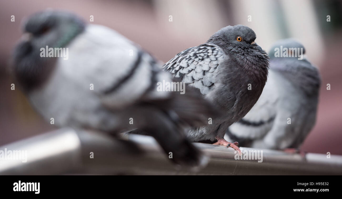 Stuttgart, Allemagne. 16 Nov, 2016. Un pigeon gonflée est assise sur une balustrade par un passage inférieur pour piétons à Stuttgart, Allemagne, 16 novembre 2016. Photo : Lino Mirgeler/dpa/Alamy Live News Banque D'Images