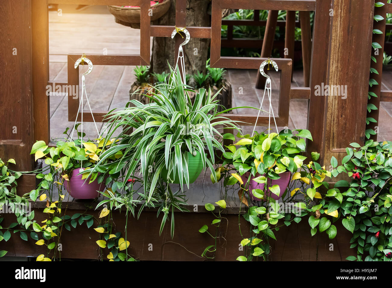 Chlorophytum comosum et scindapsus aureus dans cache-pot Banque D'Images