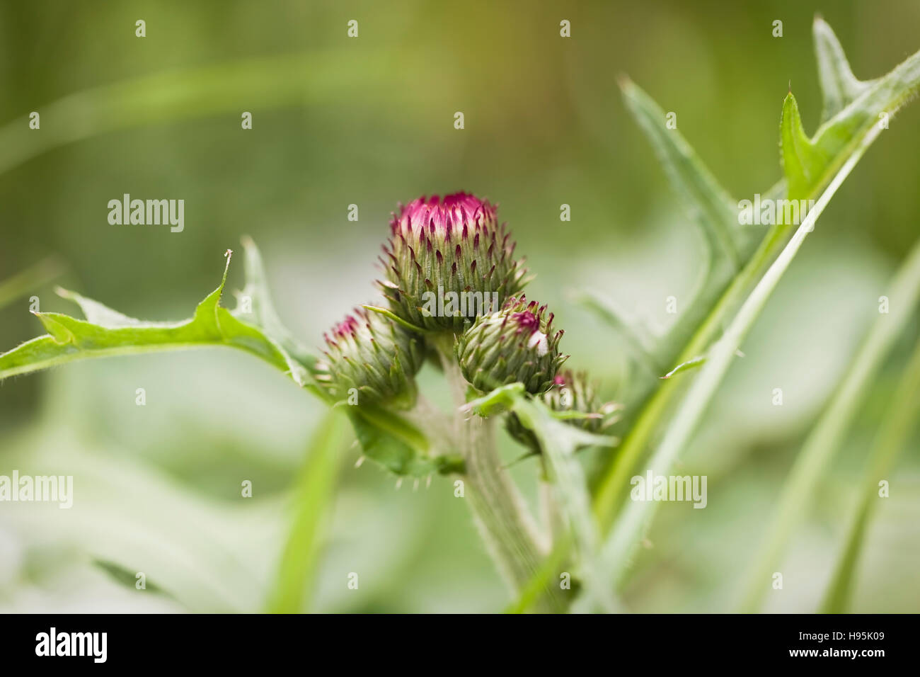 Cirsium rivulare (Plume Thistle), mai, Devon, Royaume-Uni Banque D'Images