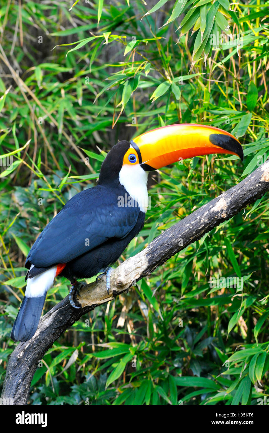Profil de Toco Toucan (Ramphastos toco) perché sur branche avec son gros bec étrange Banque D'Images