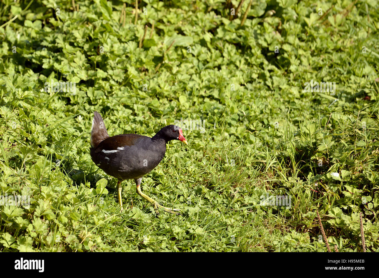 La Gallinule poule-d'Eurasie (Gallinula chloropus) sur l'herbe Banque D'Images