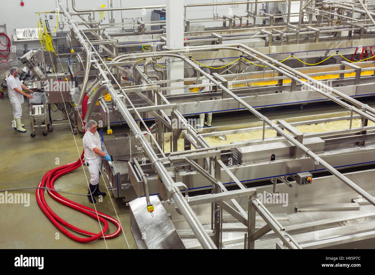 Le lait caillé est transférée à la vidange ou cheddarization table tables où il est remué pour aider à solidifier et déformation de la texture désirée et l'acidité. Banque D'Images