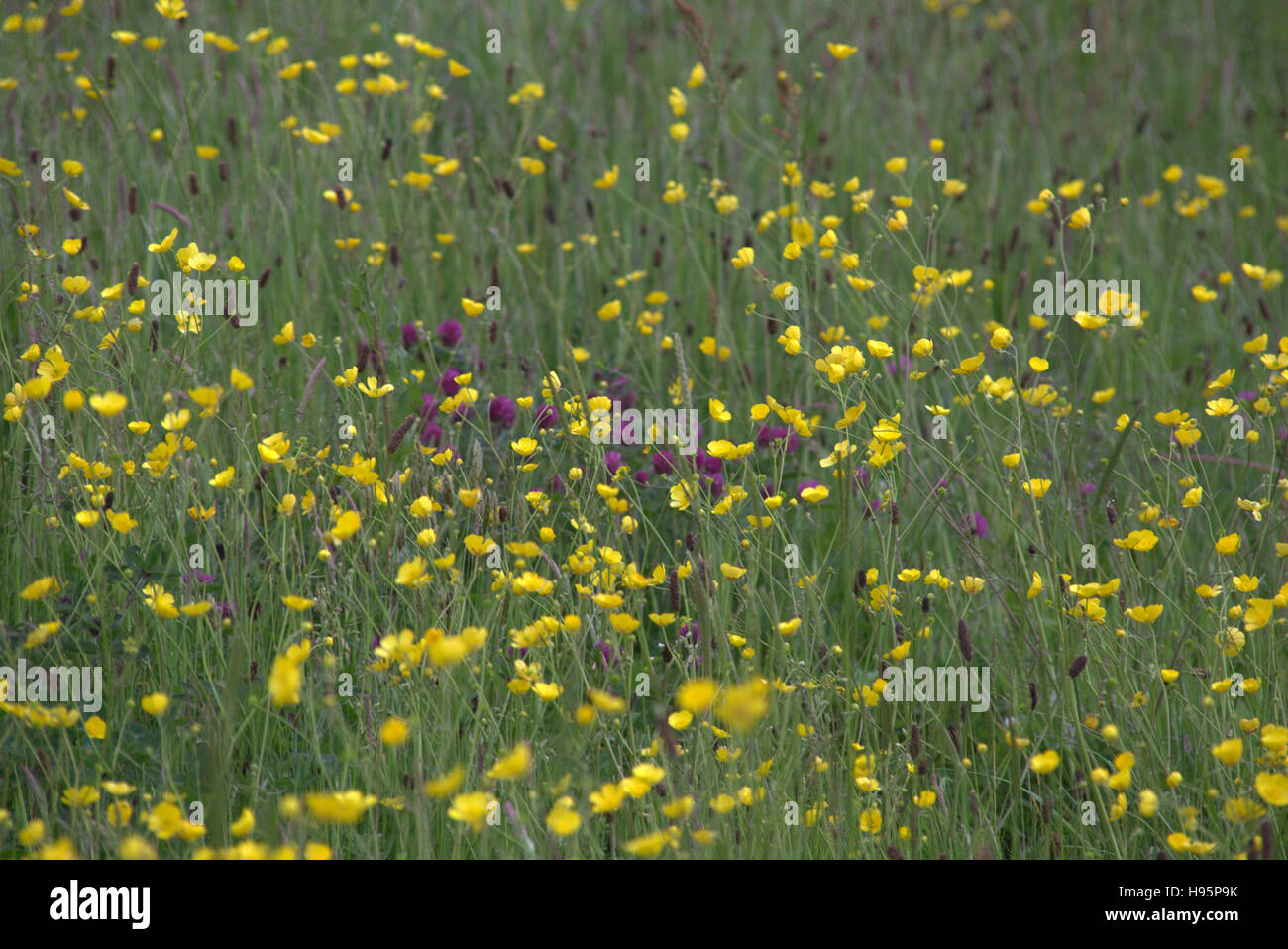 Fond de fleurs sauvages écossais prairie de graminées et mauvaises herbes Banque D'Images