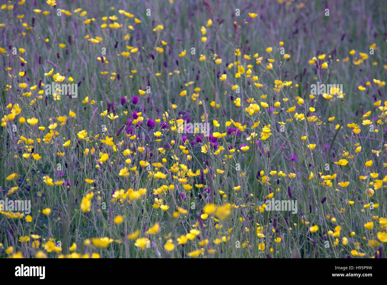 Fond de fleurs sauvages écossais prairie de graminées et mauvaises herbes Banque D'Images