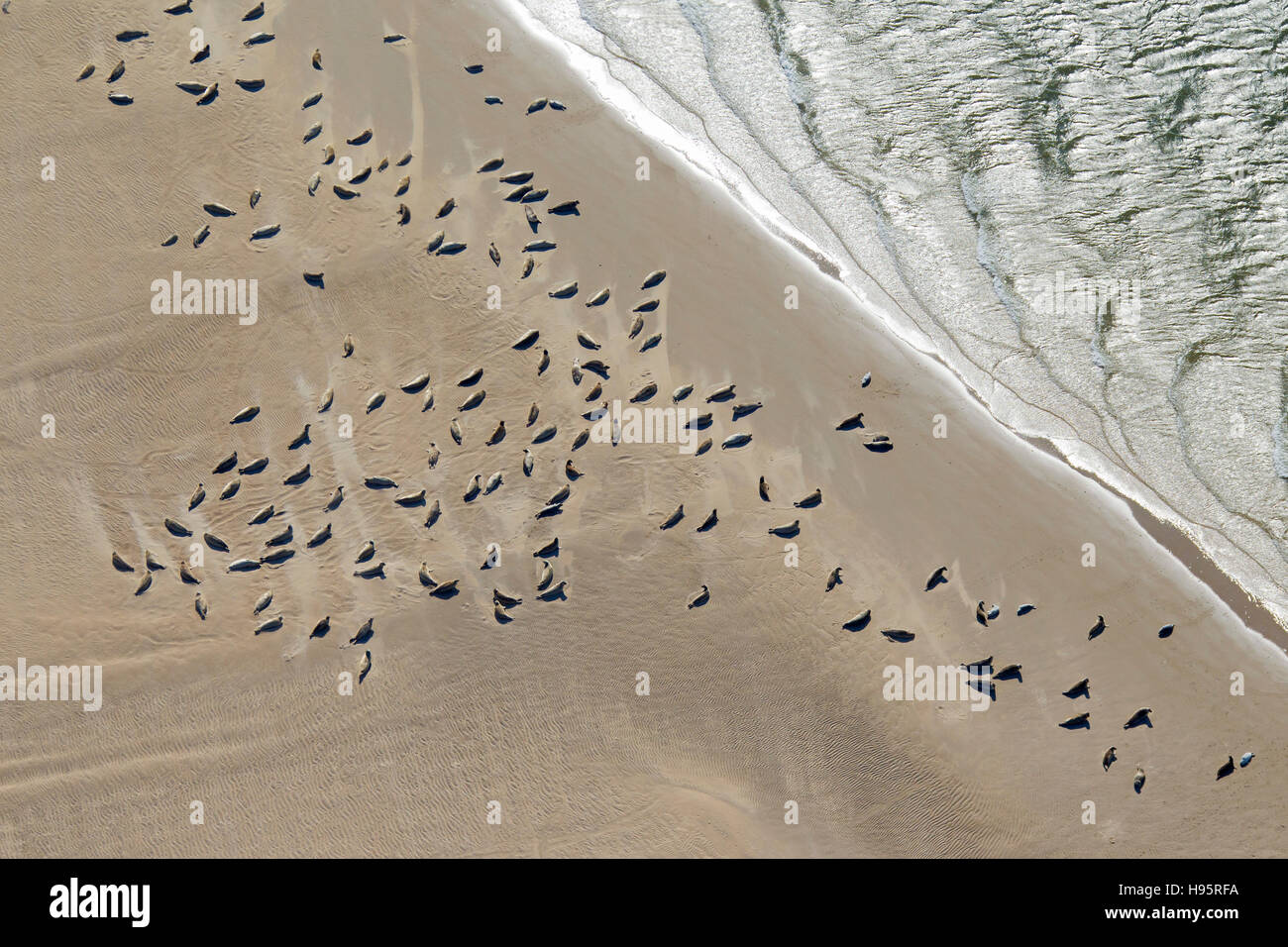 Vue à vol d'oiseau de phoques communs / le phoque commun (Phoca vitulina) dans une colonie de phoques se reposant sur banc de sable le long de la côte de la mer du Nord Banque D'Images