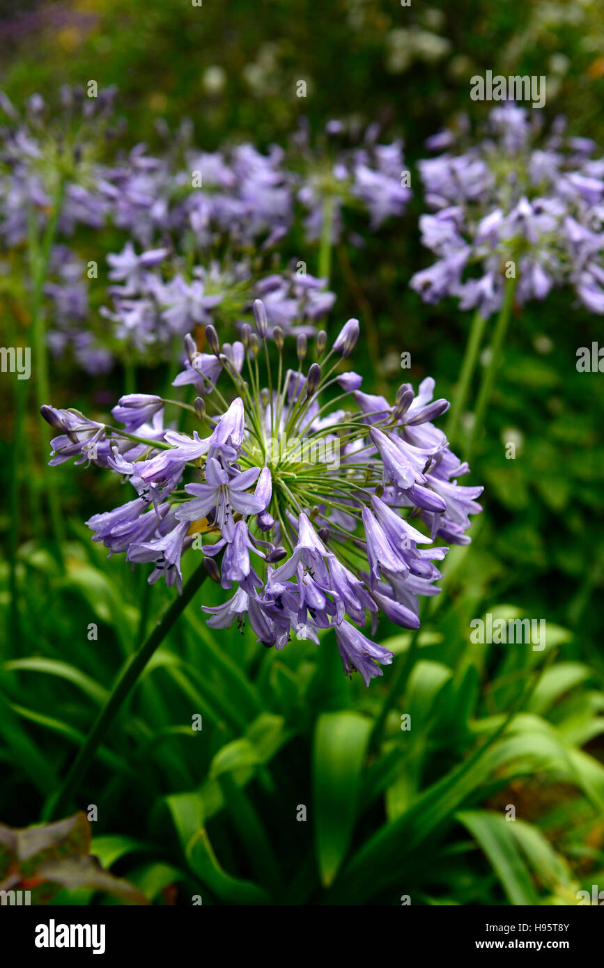 Agapanthus ciels d'été hardy Nil bleu lys fleur fleurs d'été fleurs floral affichage affiche RM Banque D'Images