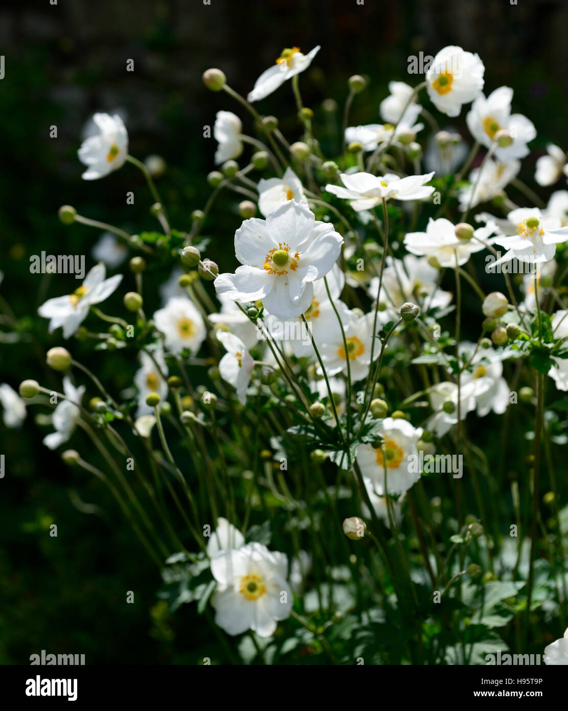Anemone japonica qui fleur fleurs floral fleurs affiche RM Banque D'Images
