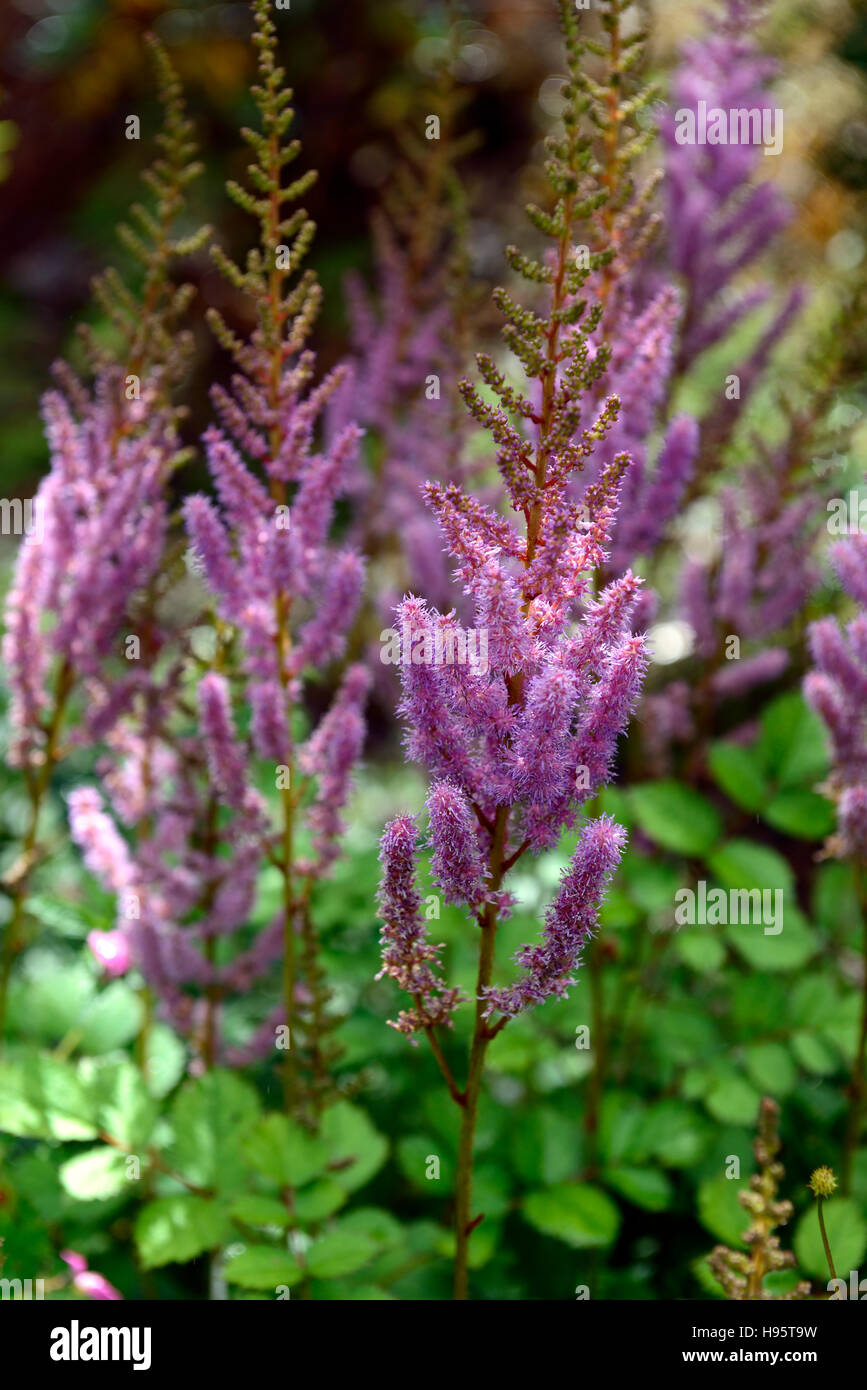 Astilbe chinensis fleurs violet Floraison fleurs inflorescence épi floral jardin afficher RM Banque D'Images