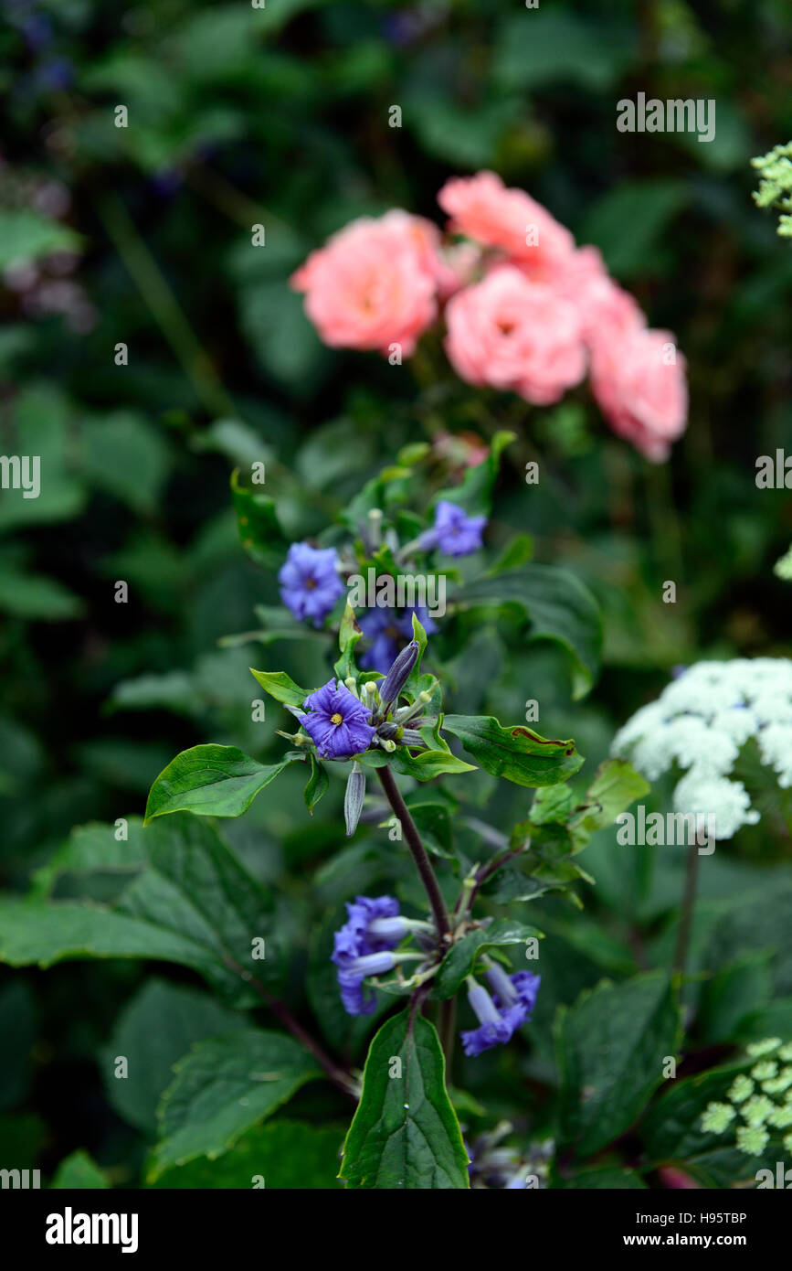 Clematis heracleifolia fleur fleurs bleu grimpeur scrambler floraison variété inhabituelle RM Chine Floral Tube Violet Clematis Banque D'Images