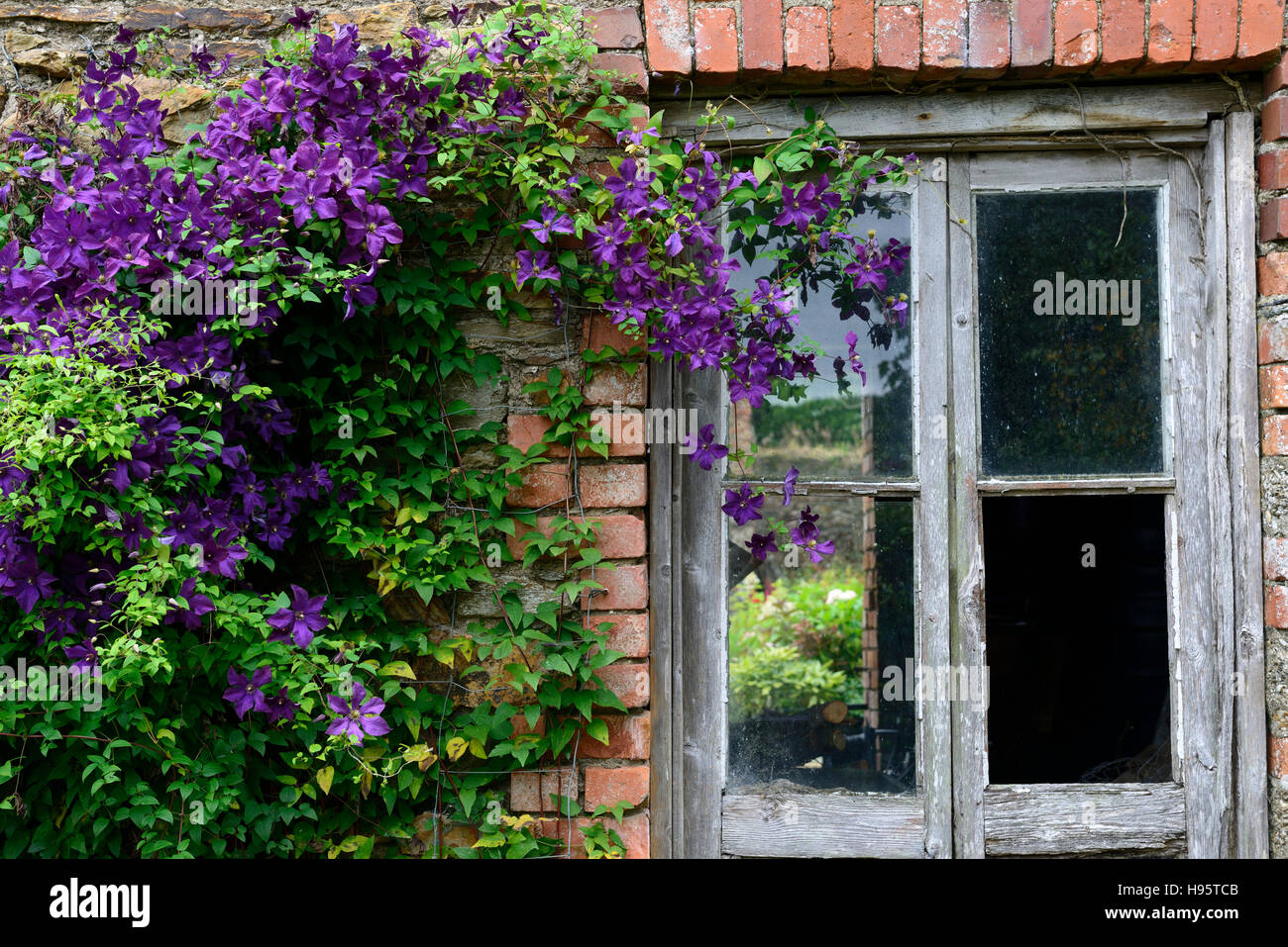 Clematis viticella etoile violette purple fleurs plantes rampantes grimpeur  couvert couverture mur délabré vieux Photo Stock - Alamy